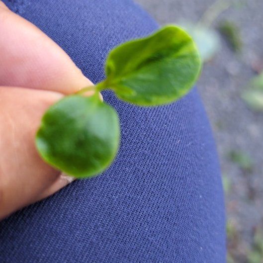 Photo of the plant species Maidenhair Vine by @OpulentSilkyoak named da Vinci on Greg, the plant care app