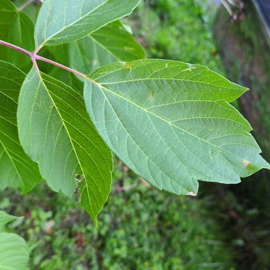 Photo of the plant species Manitoba Maple by @OpulentSilkyoak named Zion on Greg, the plant care app