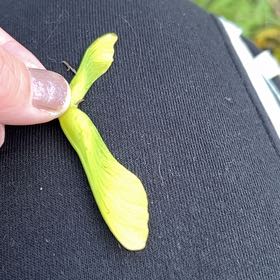 Photo of the plant species Dragon's-Teeth by @ConsiderateOkra named Anne on Greg, the plant care app