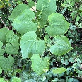 Photo of the plant species Mexican Redbud by @ConsiderateOkra named Bodhi on Greg, the plant care app