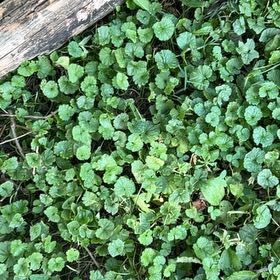 Photo of the plant species Creeping Charlie by @ConsiderateOkra named Kendall on Greg, the plant care app