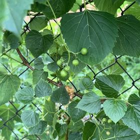 Photo of the plant species False Grape by @ConsiderateOkra named Einstein on Greg, the plant care app