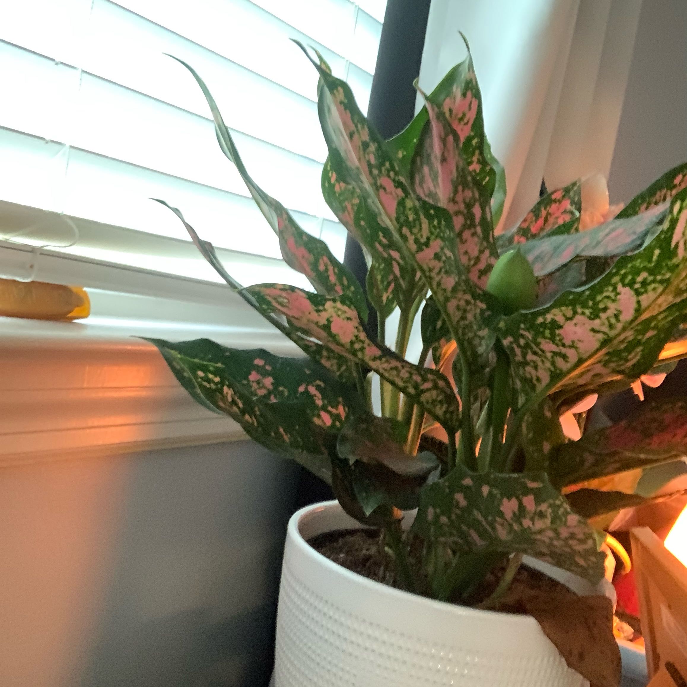 Photo of the plant species Aglaonema 'Spotted Star' by @ModestPixiecap named Harry on Greg, the plant care app