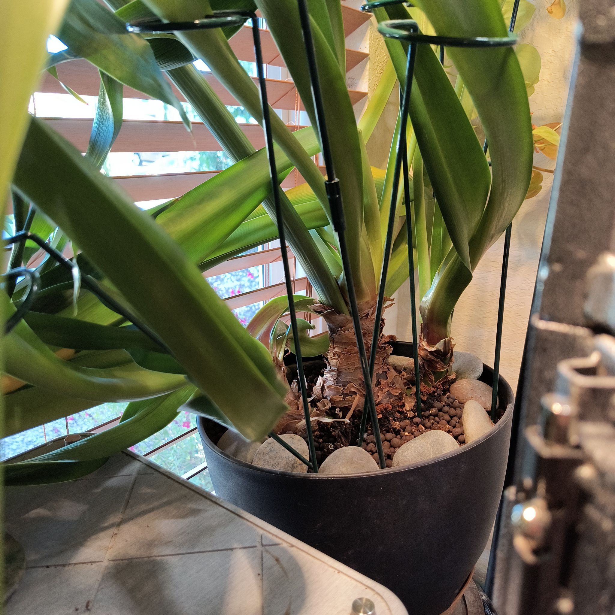 Photo of the plant species Amaryllis 'Denver' by @TranquilSquash named McKinley Denver on Greg, the plant care app