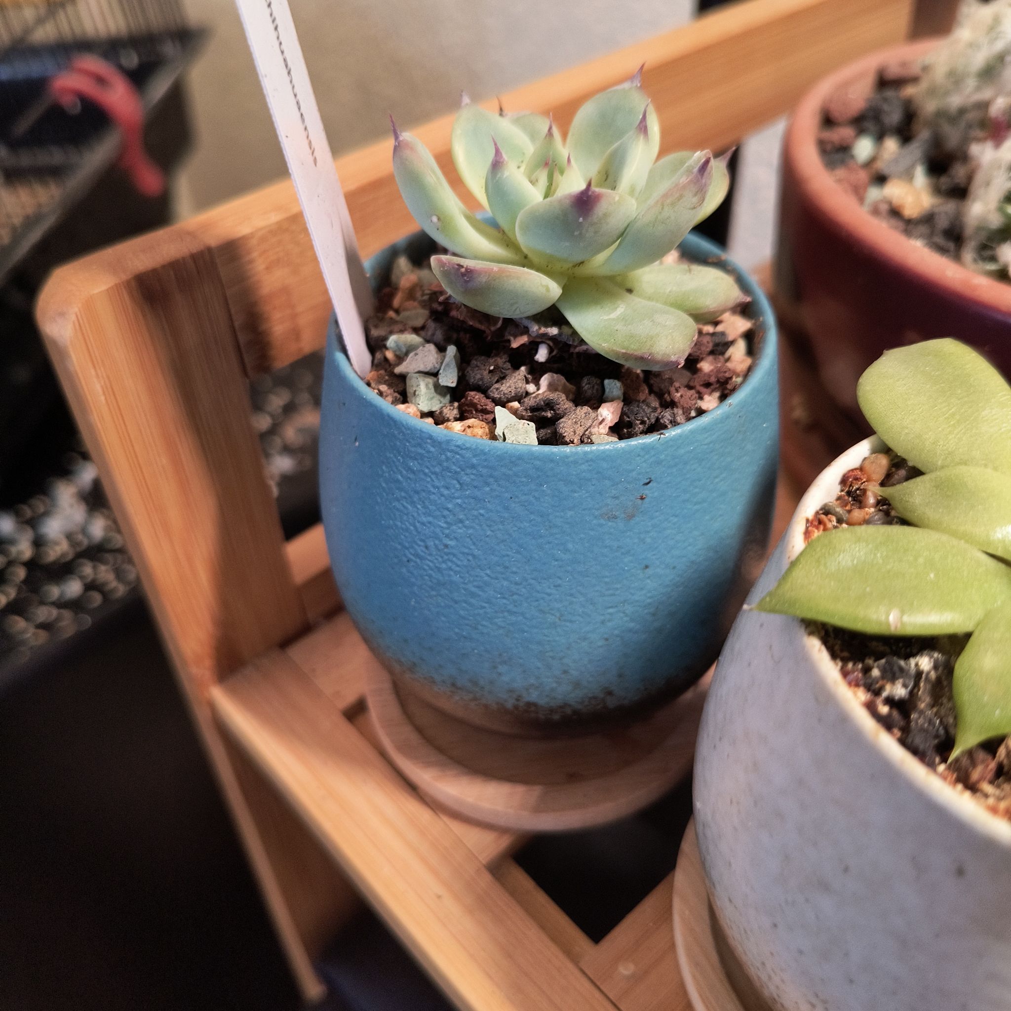 Echeveria chihuahuaensis succulent in a blue pot, healthy and well-framed.