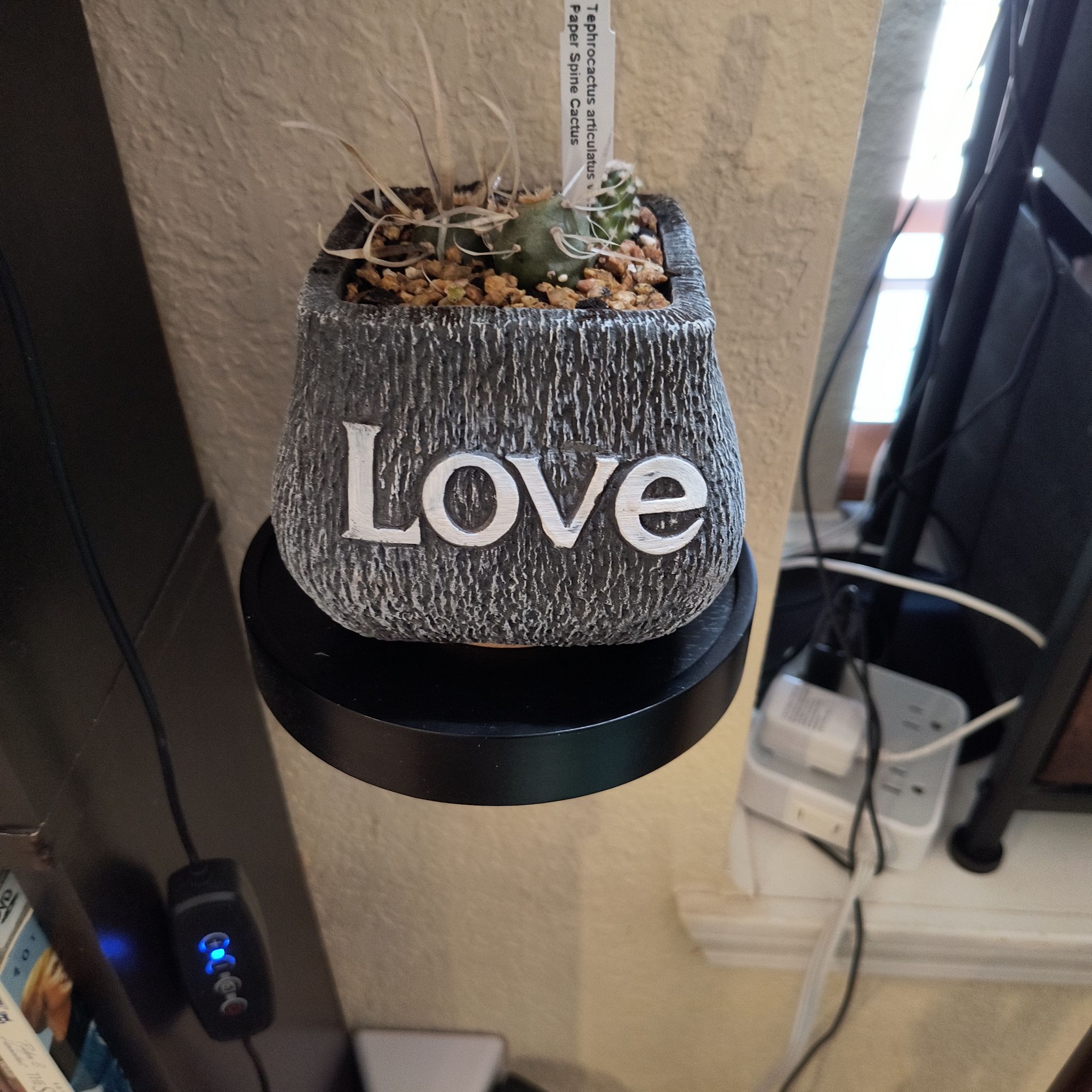 Paper Spine Cactus in a decorative pot labeled 'Love' on a shelf.