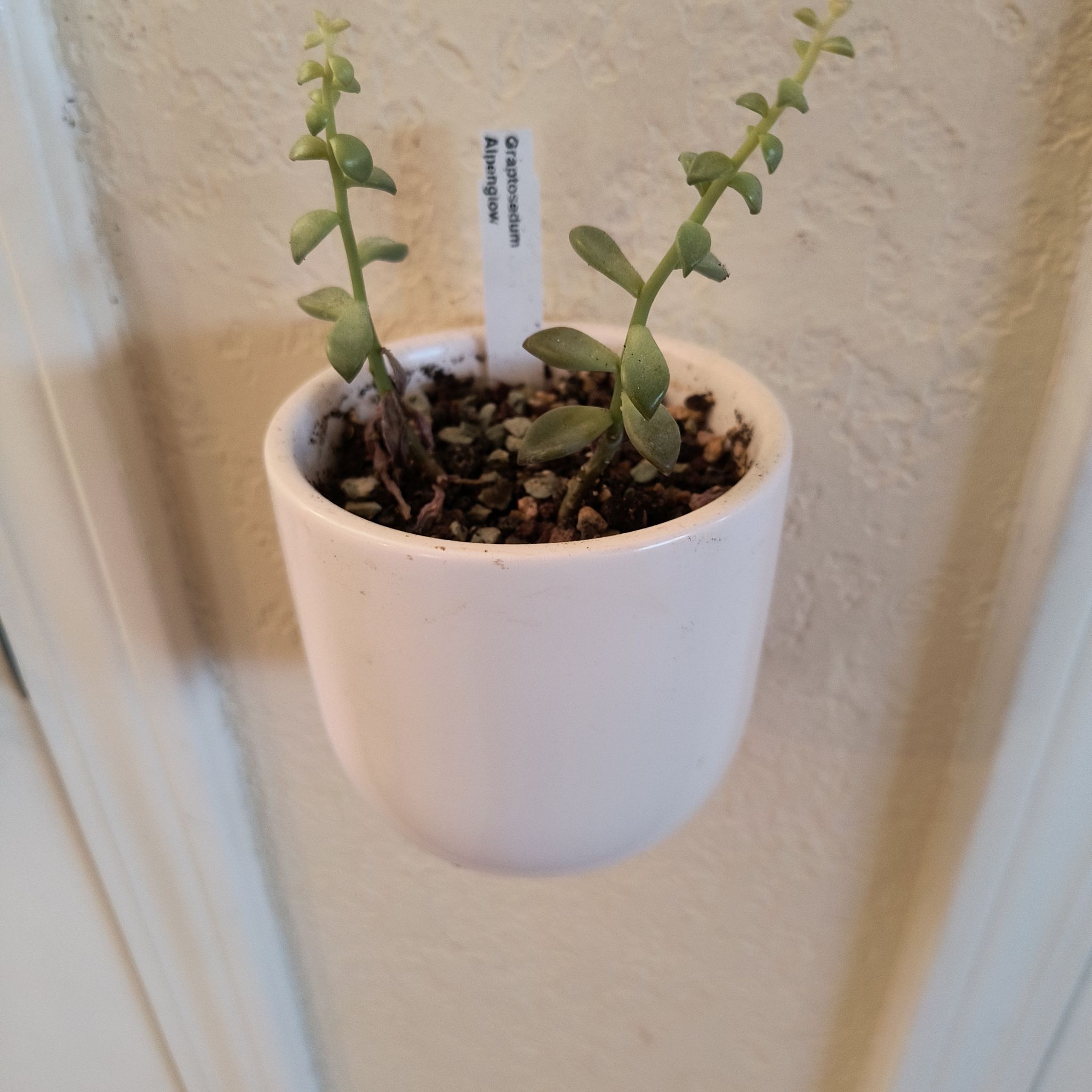 Graptosedum 'Alpenglow' plant in a small white pot with visible soil.