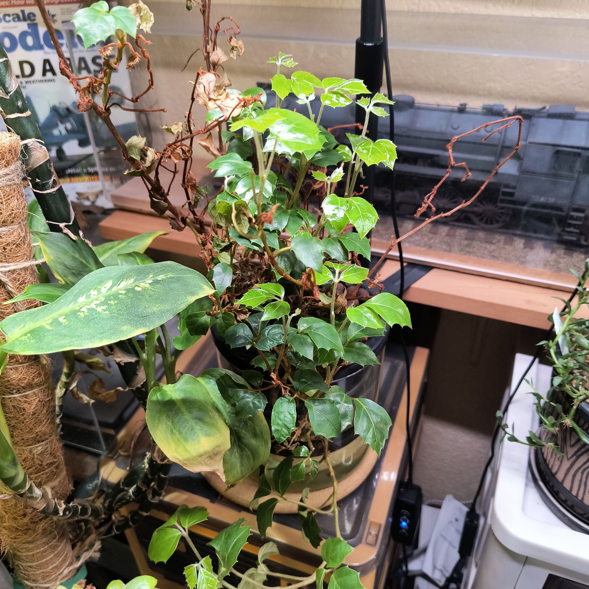 Photo of the plant species Oak Leaf Ivy by @TranquilSquash named Plato Oak on Greg, the plant care app