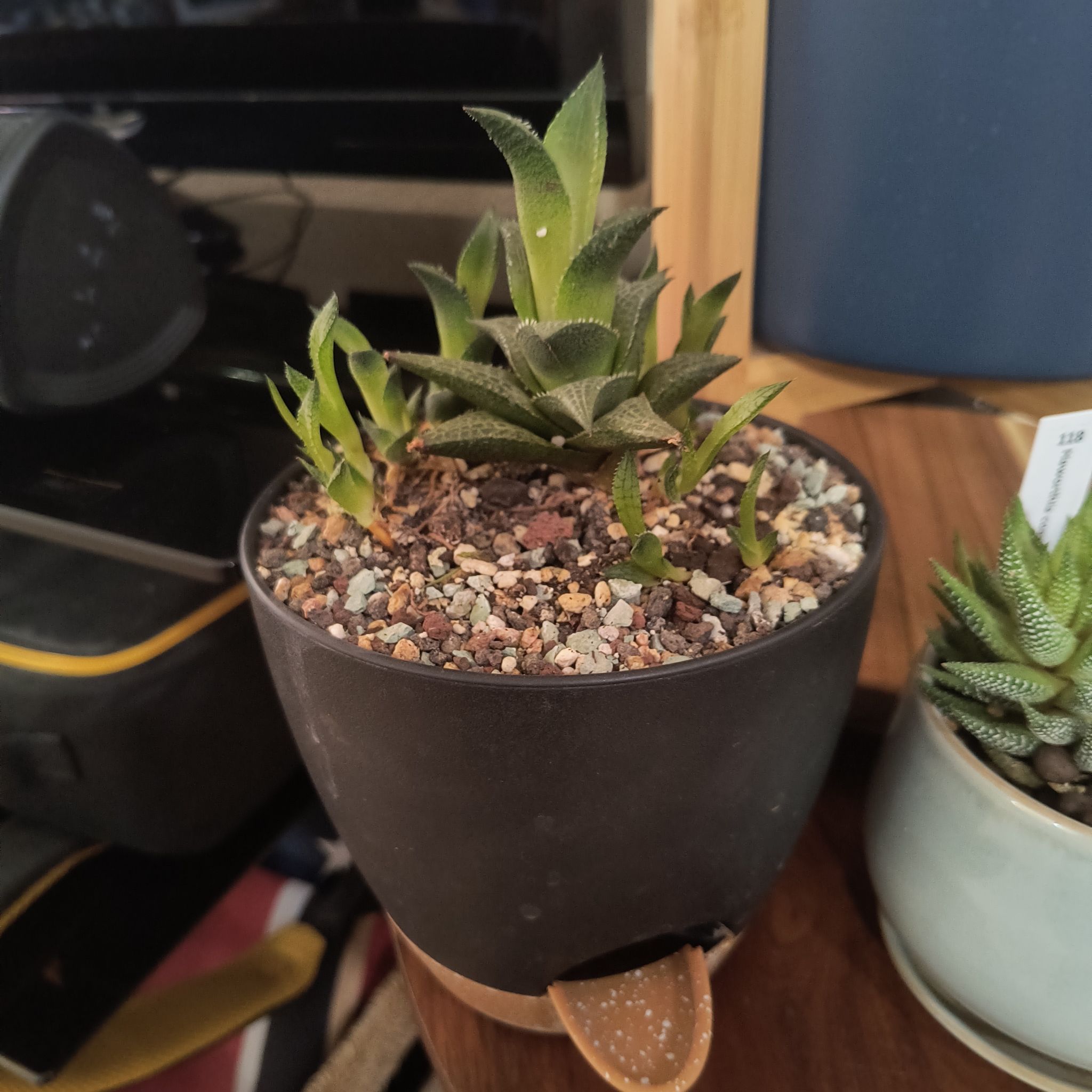 Potted Haworthia venosa plant with healthy green leaves and visible soil.