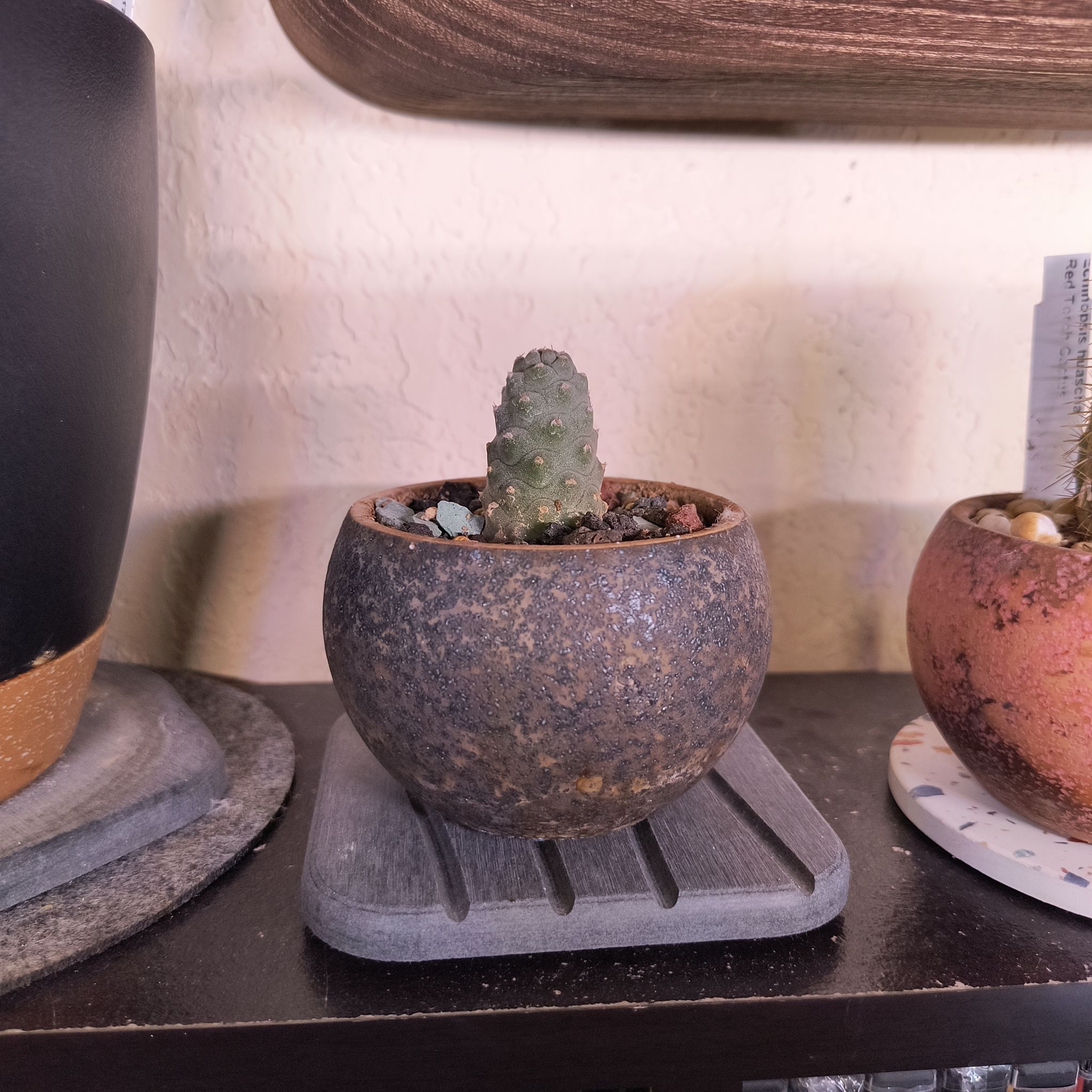 Photo of the plant species Pine Cone cactus by @TranquilSquash named Harper Pinecone on Greg, the plant care app