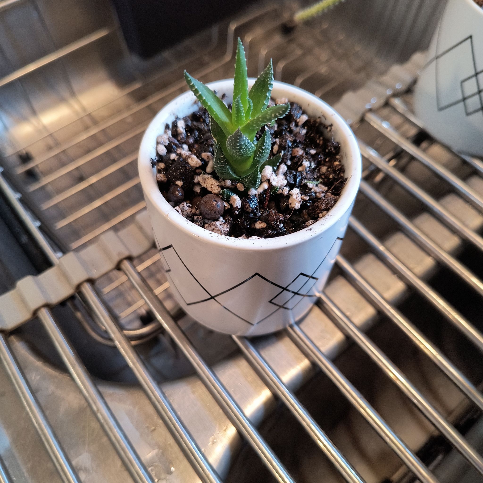 Healthy Zebra Wart plant in a white pot with geometric patterns, placed on a metal rack.