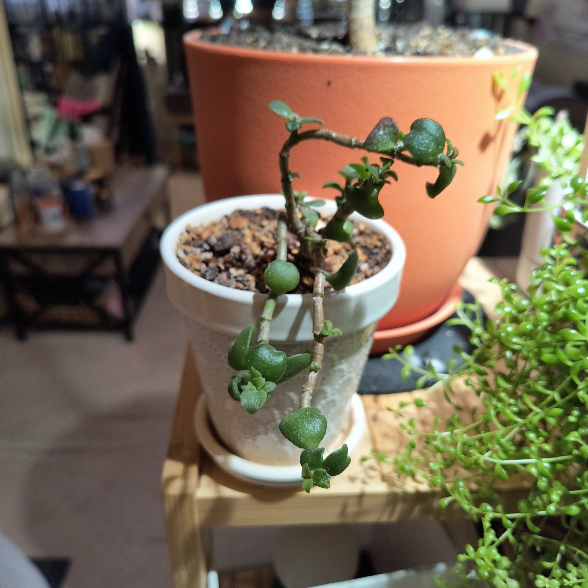 Photo of the plant species curly jade by @TranquilSquash named Bella Jade on Greg, the plant care app