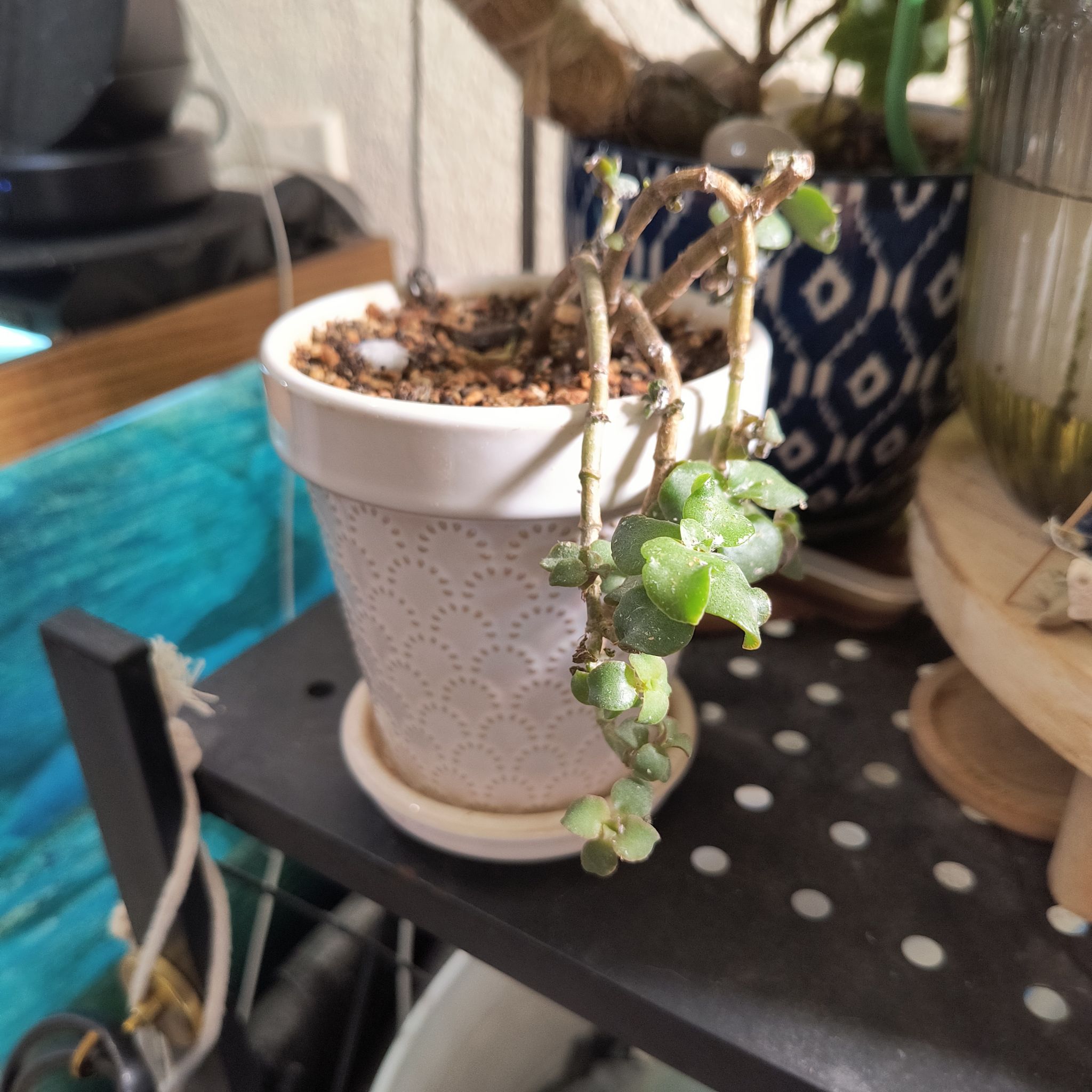Photo of the plant species curly jade by @TranquilSquash named Bella Jade on Greg, the plant care app