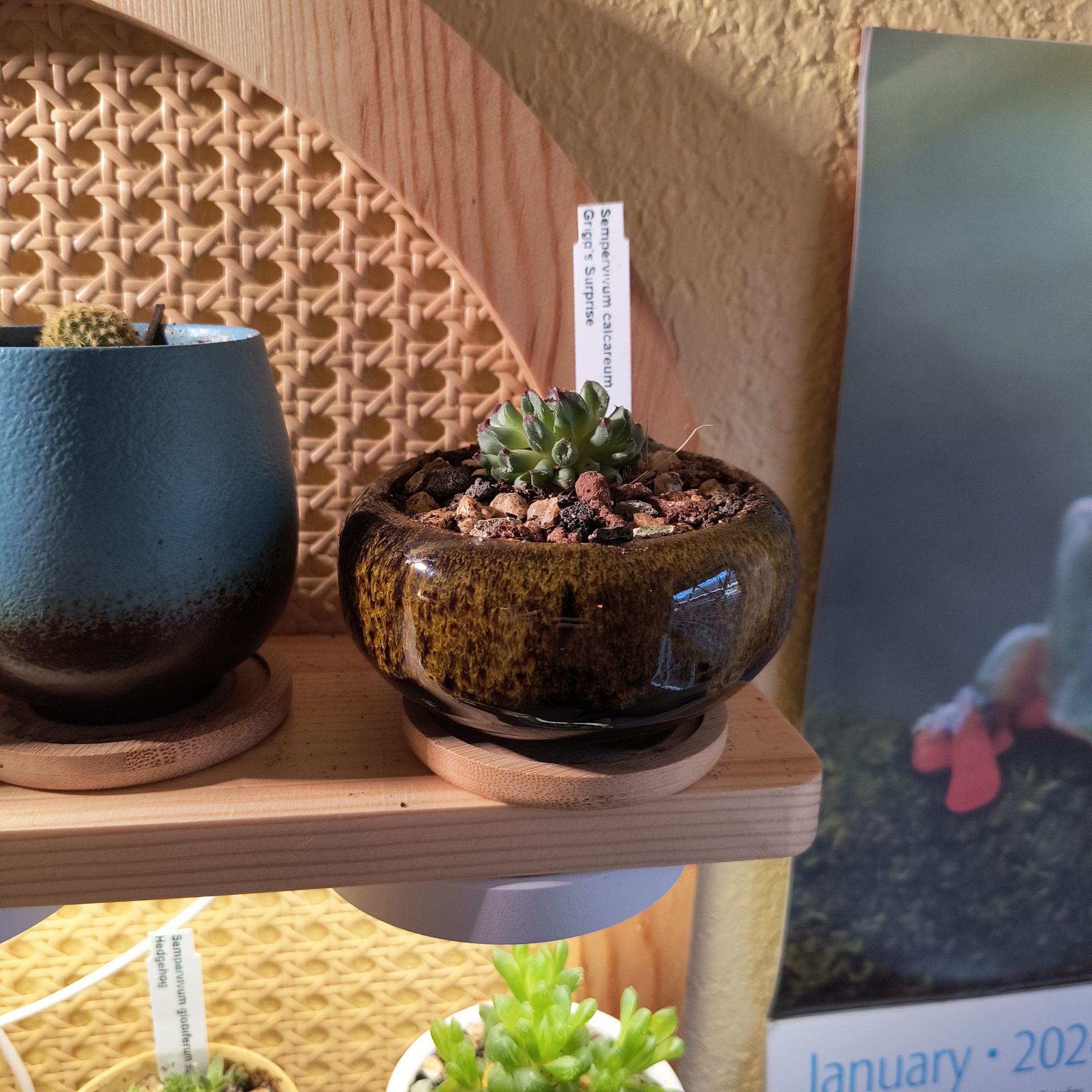 Sempervivum calcareum plant in a pot with visible soil, healthy appearance.