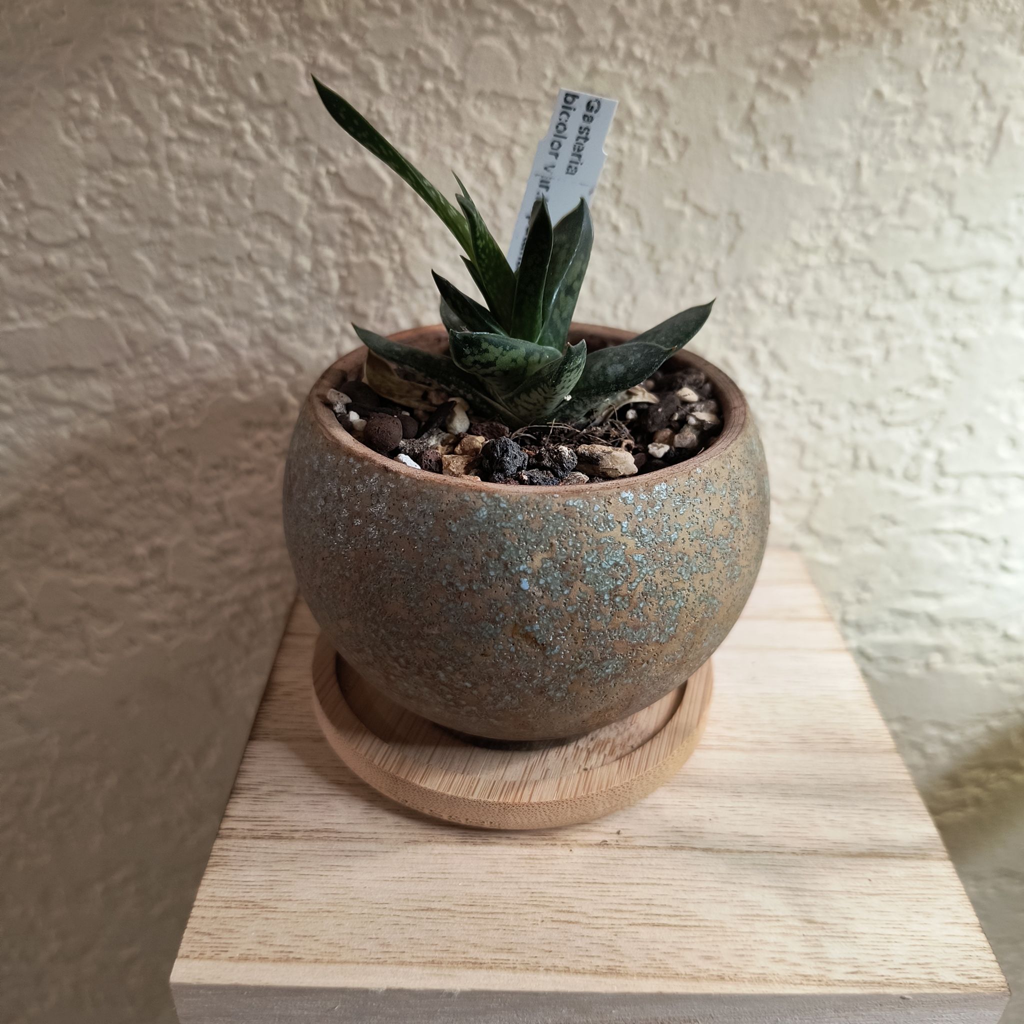 Photo of the plant species Dwarf Gasteria by @TranquilSquash named Keanu Leaves Gasteria on Greg, the plant care app
