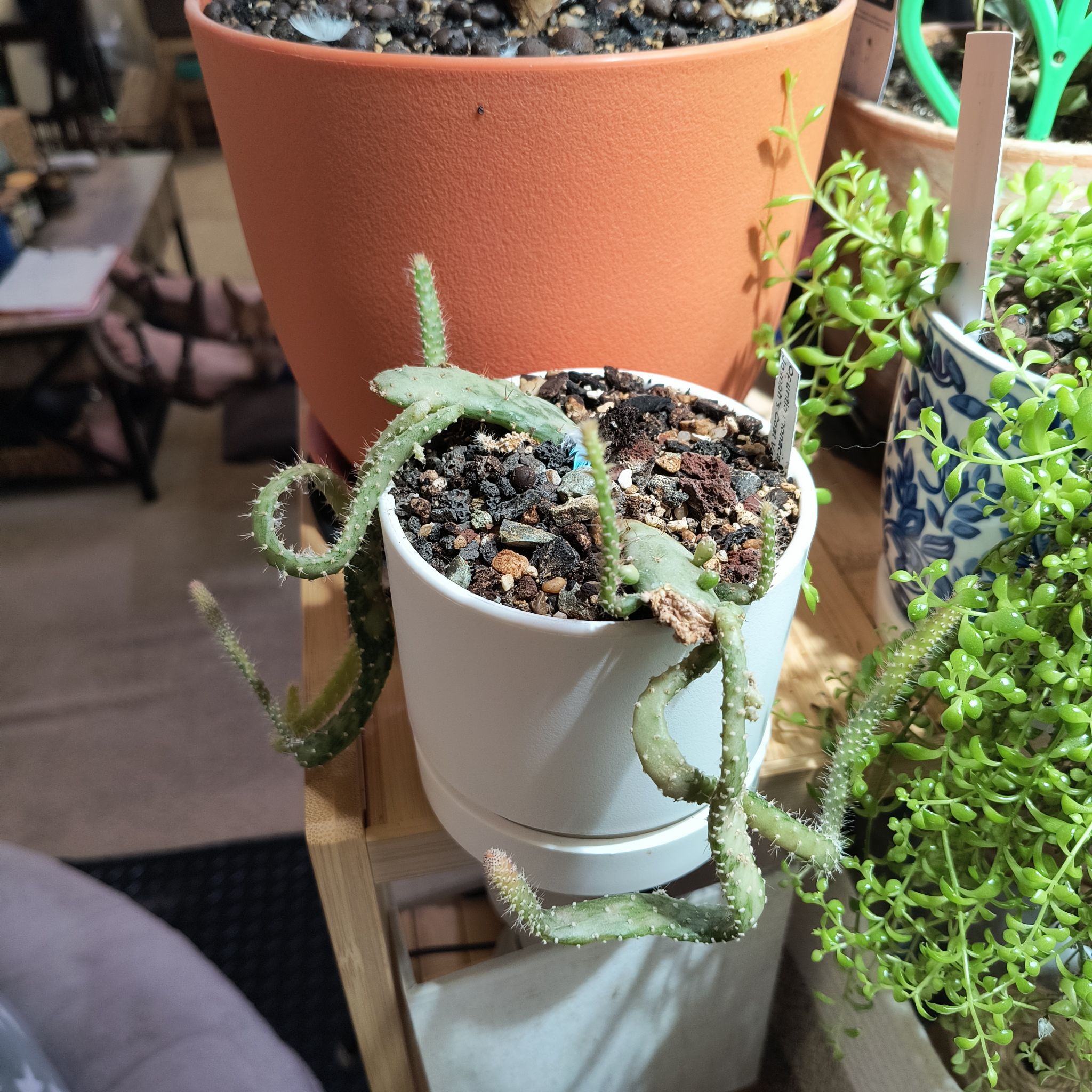 Photo of the plant species Joseph's Coat by @TranquilSquash named Willow Coat on Greg, the plant care app