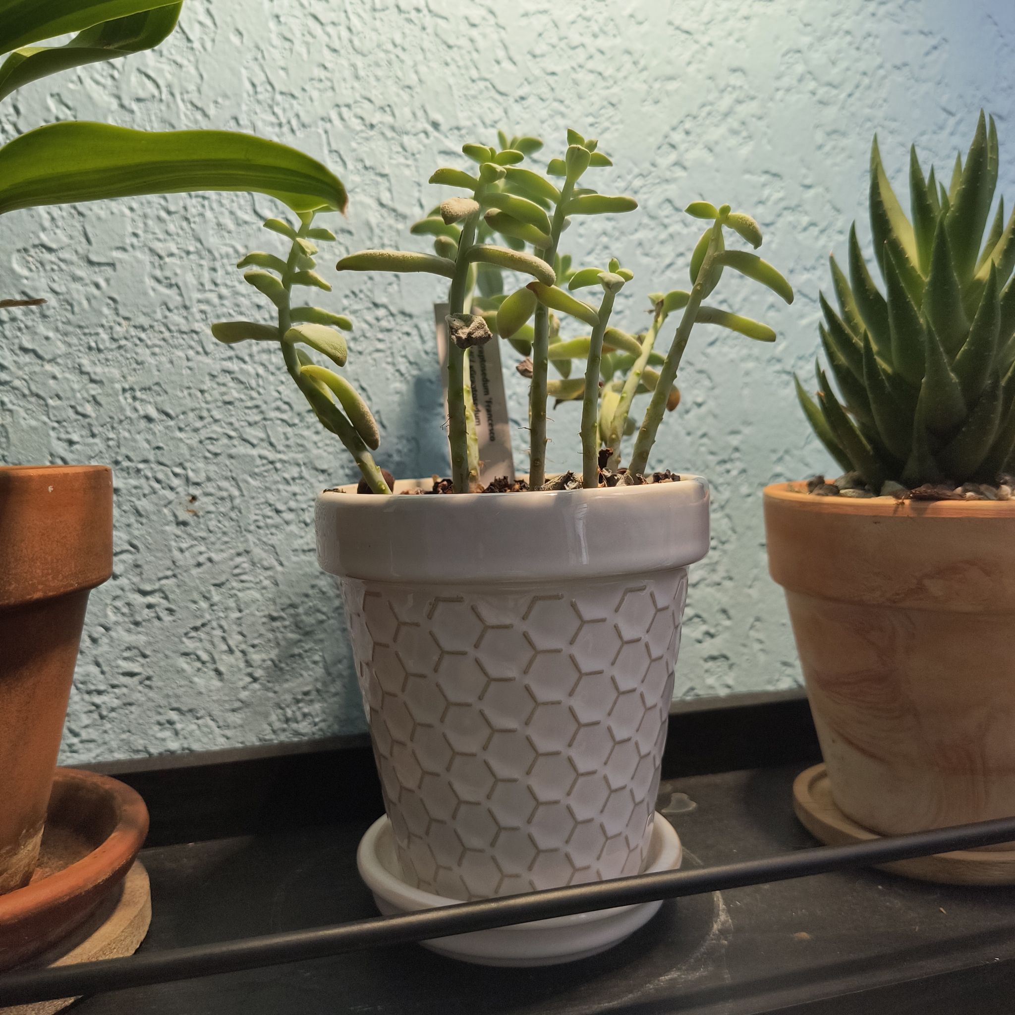 Graptosedum 'Francesco Baldi' plant in a white pot, healthy and well-framed.