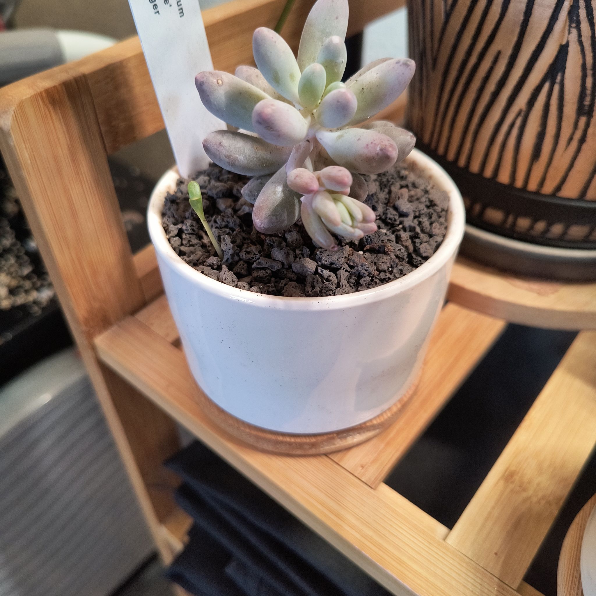 Pachyphytum Baby Finger succulent in a white pot on a wooden shelf.