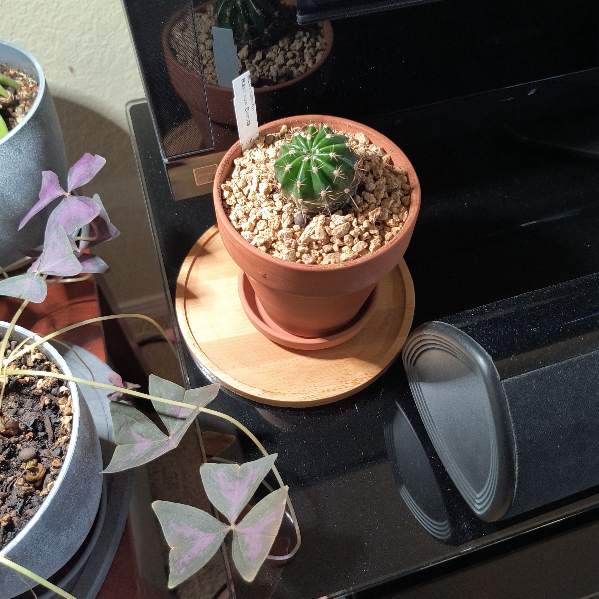 Small cactus (Echinobivia 'Rainbow Bursts') in a terracotta pot on a wooden coaster, with another plant nearby.