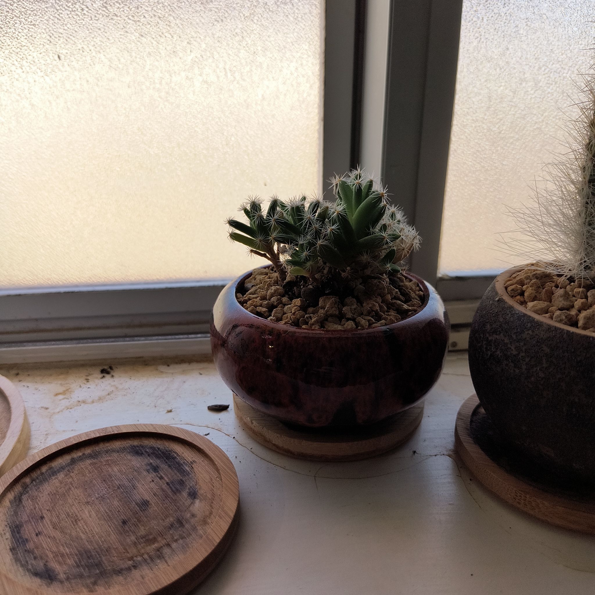 Miniature Desert Rose in a small pot on a windowsill, healthy with visible soil.