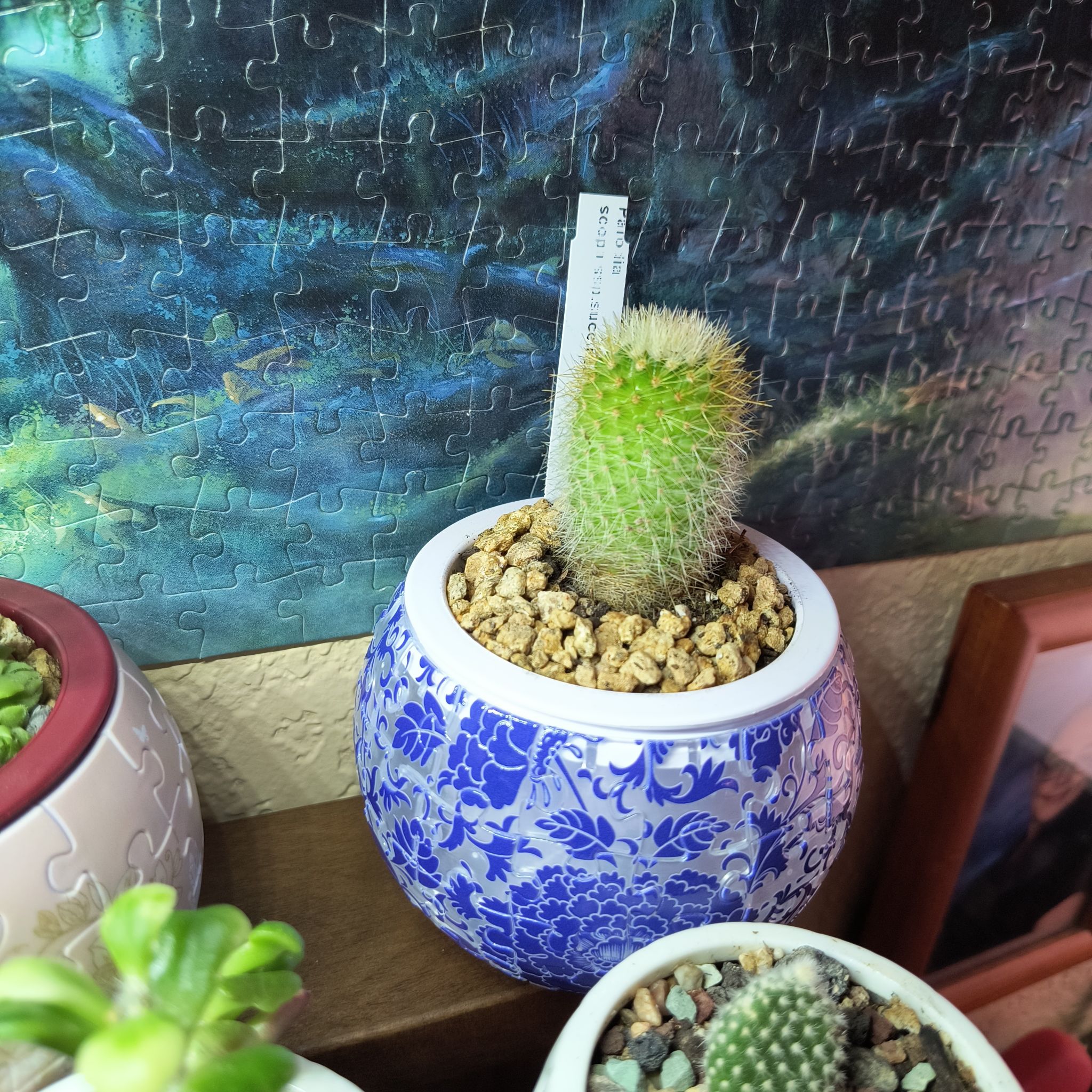 Silver Ball Cactus in a blue and white pot with visible soil, appears healthy.
