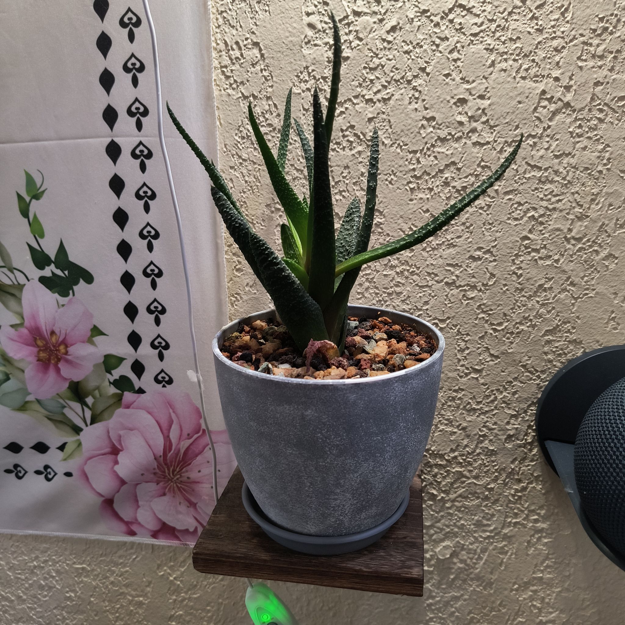 Photo of the plant species Gasteraloe 'Royal Highness' by @TranquilSquash named Rainier Gasteraloe on Greg, the plant care app