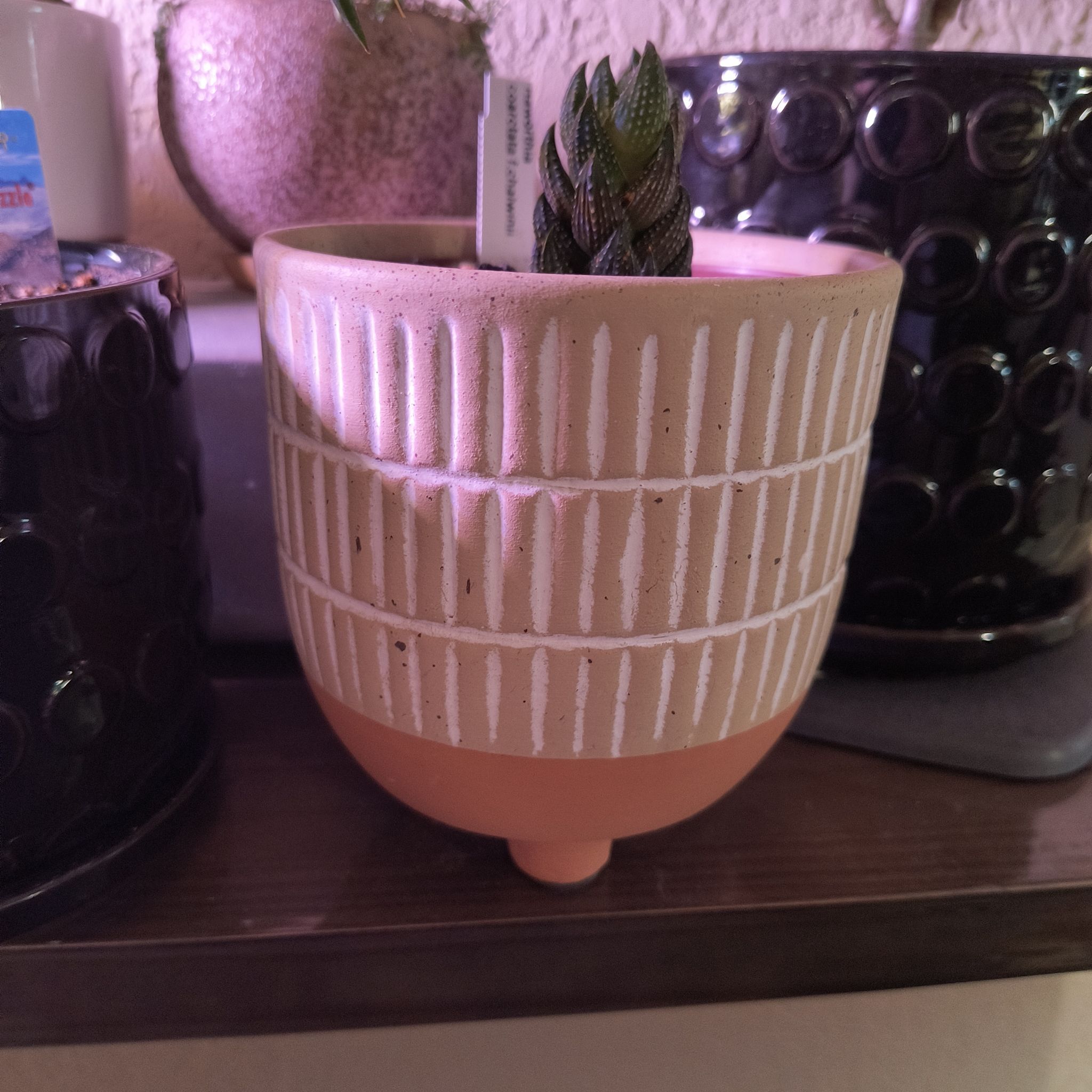 Photo of the plant species Crowded Haworthia by @TranquilSquash named Eva Chalwini Haworthia on Greg, the plant care app