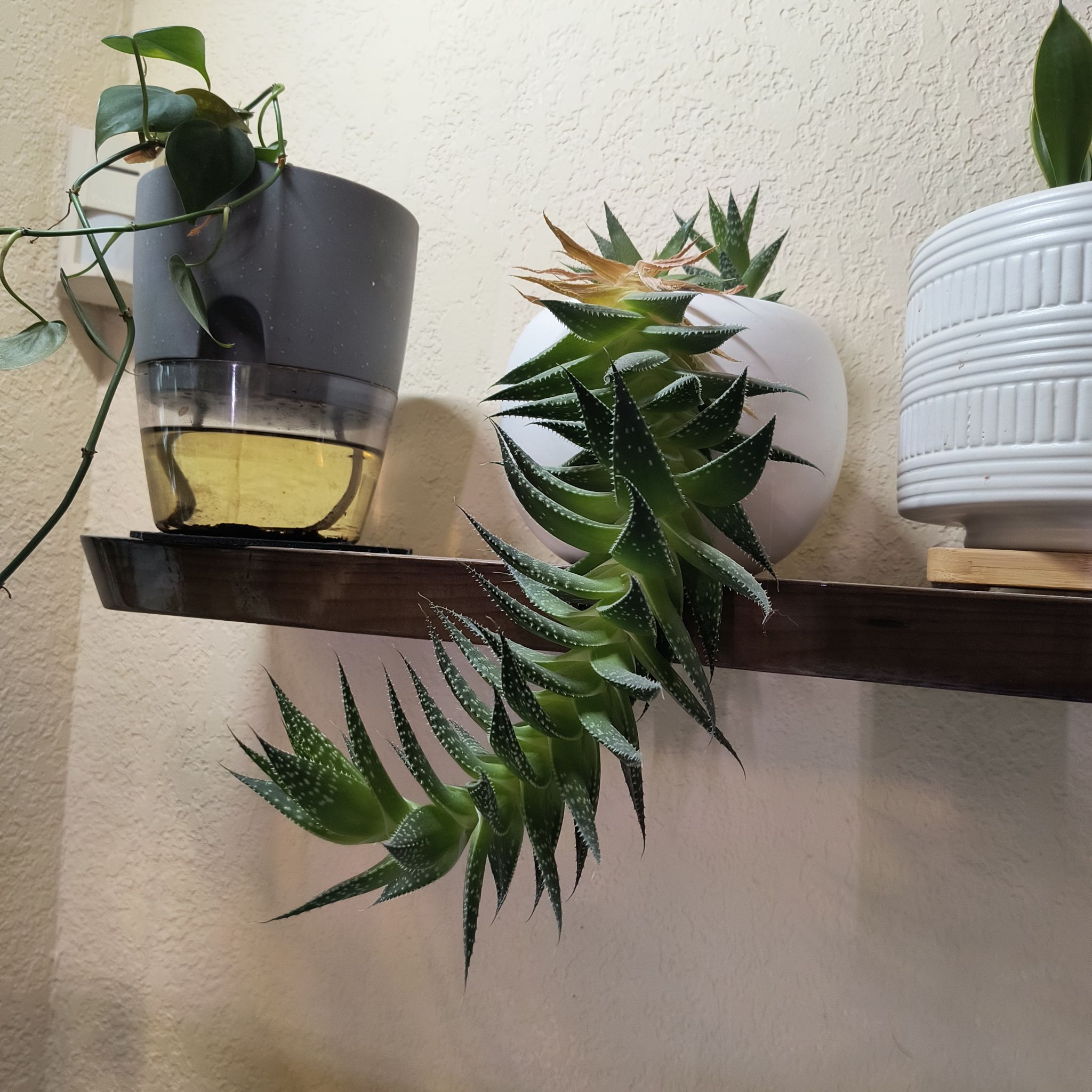 Photo of the plant species Gasteraloe 'Zimflora' by @TranquilSquash named Kendall Zimflora on Greg, the plant care app