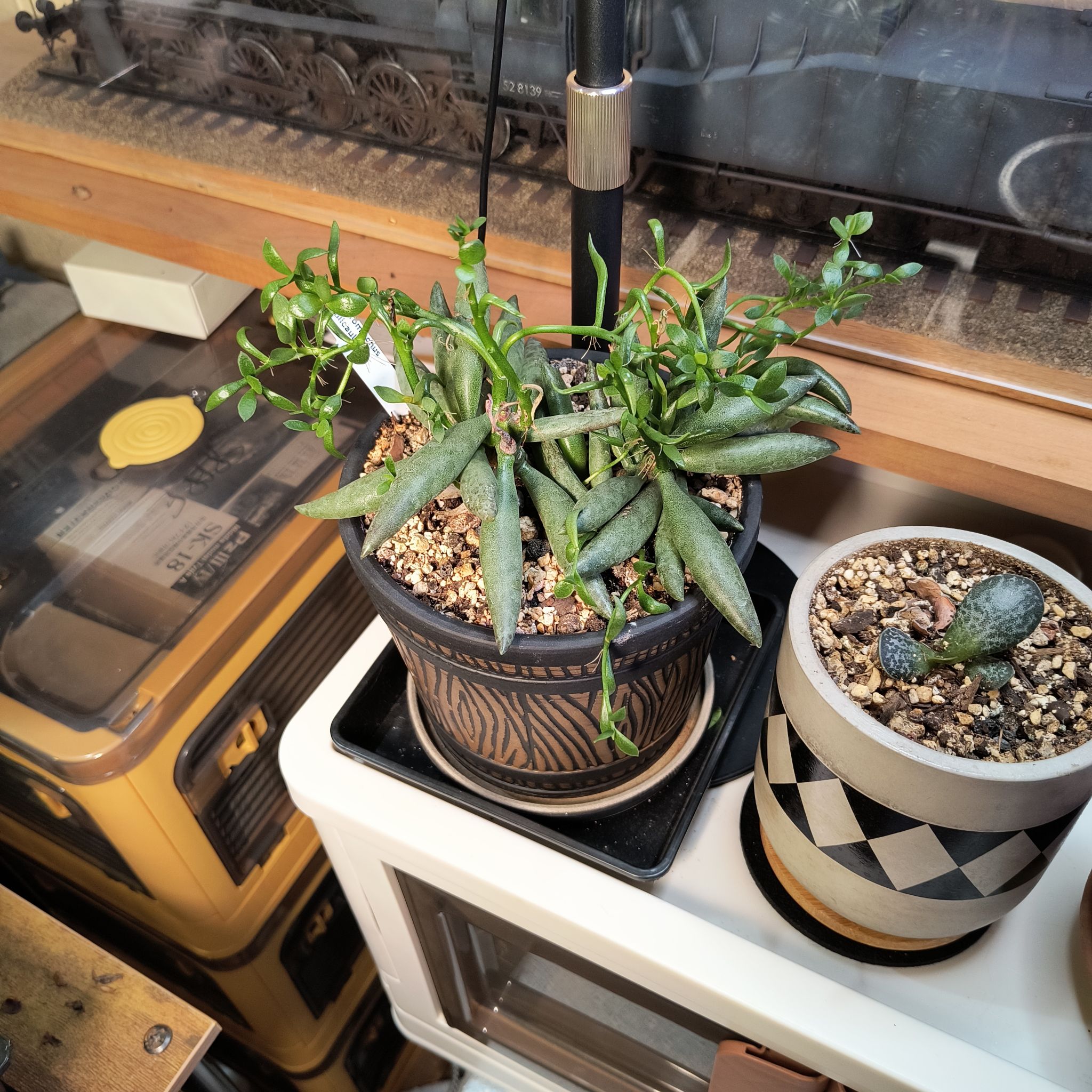 Photo of the plant species Adromischus filicaulis by @TranquilSquash named Ronaldo Filicaulis on Greg, the plant care app