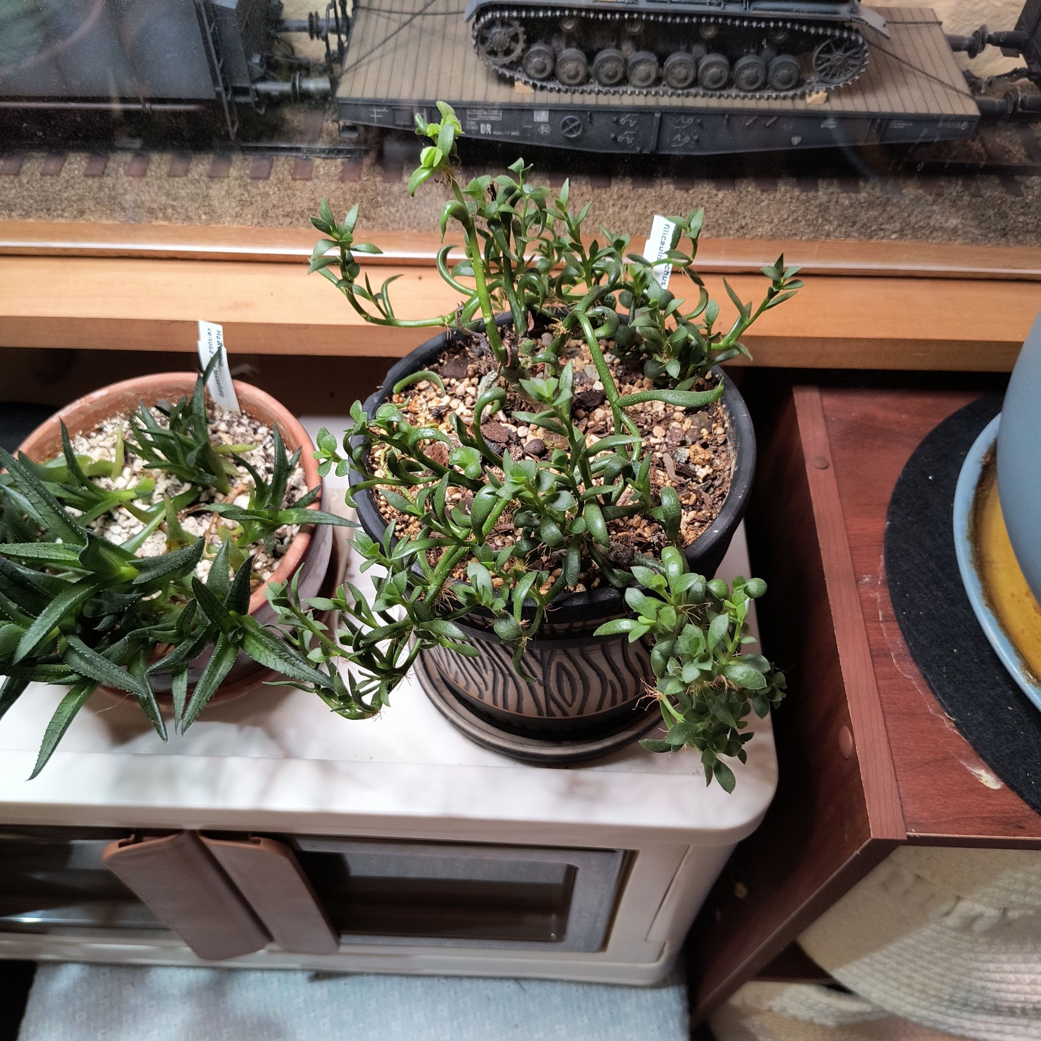 Photo of the plant species Adromischus filicaulis by @TranquilSquash named Ronaldo Filicaulis on Greg, the plant care app