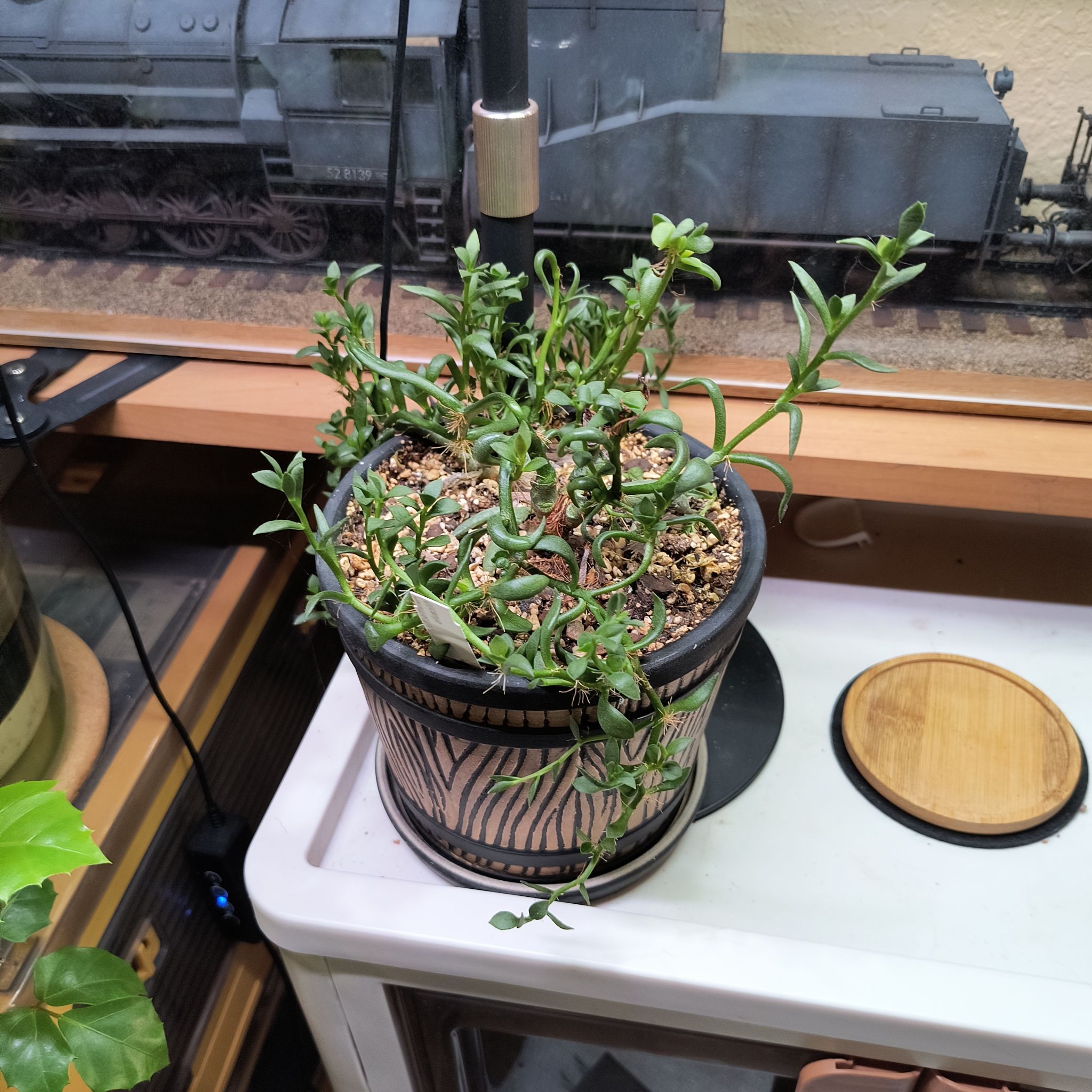 Photo of the plant species Adromischus filicaulis by @TranquilSquash named Ronaldo Filicaulis on Greg, the plant care app