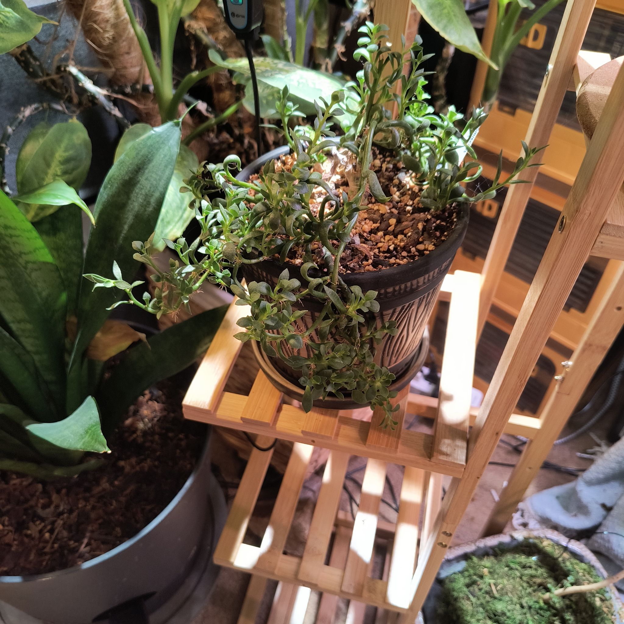 Photo of the plant species Adromischus filicaulis by @TranquilSquash named Ronaldo Filicaulis on Greg, the plant care app