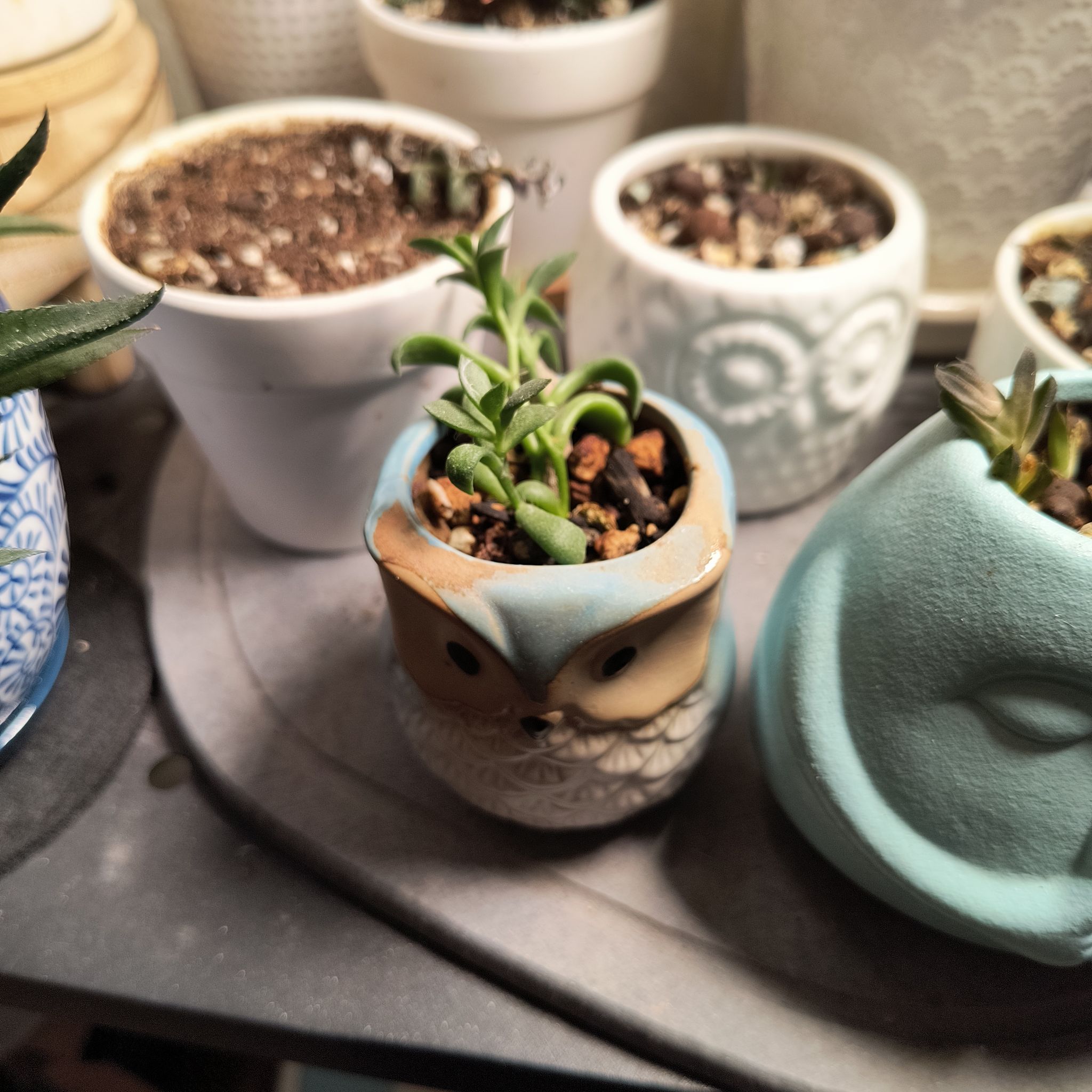 Photo of the plant species Adromischus filicaulis by @TranquilSquash named Spike Filicaulis Cutting on Greg, the plant care app