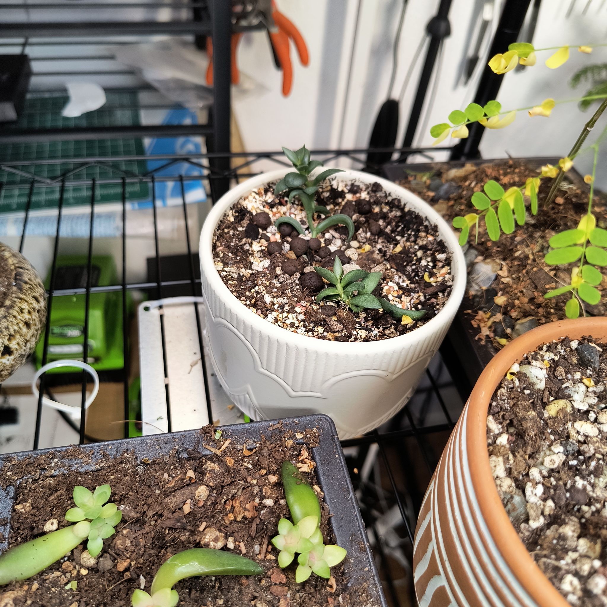 Photo of the plant species Adromischus filicaulis by @TranquilSquash named Spike Filicaulis Cutting on Greg, the plant care app