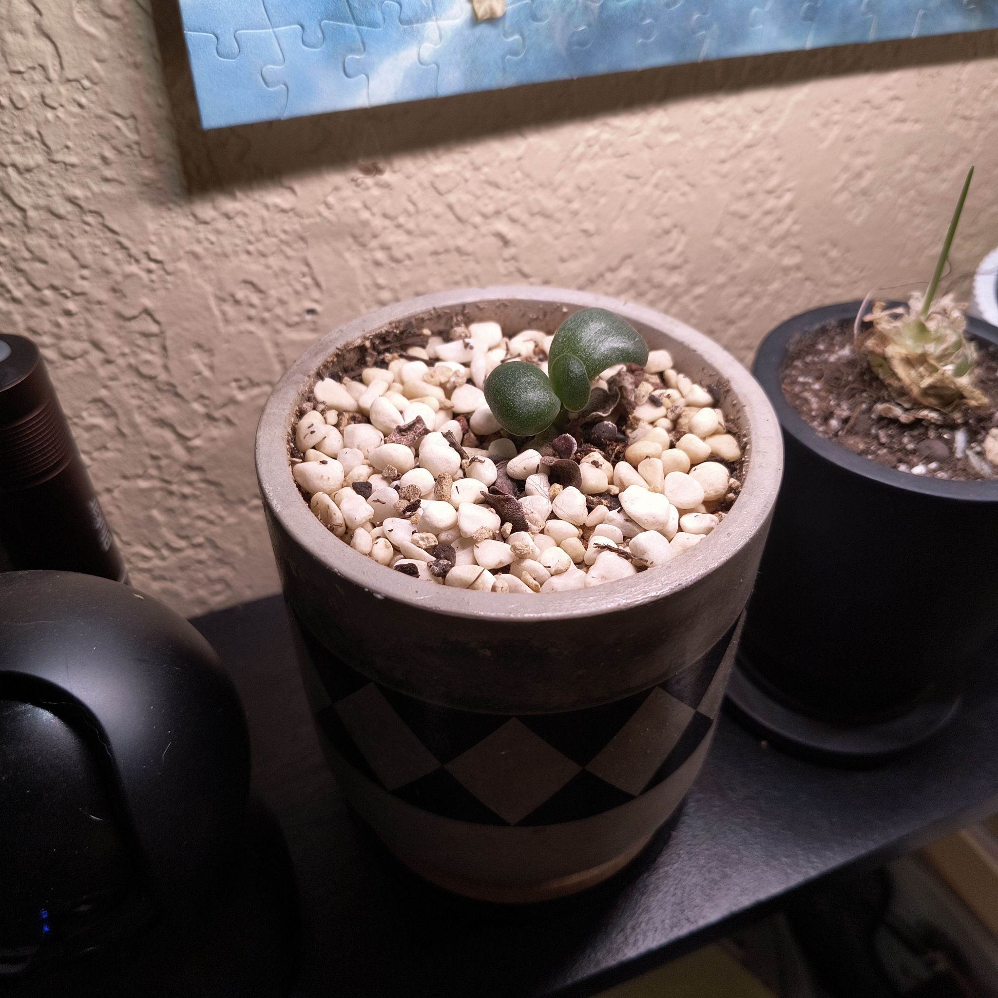 Photo of the plant species Adromischus trigynus by @TranquilSquash named Harmony Trigynus on Greg, the plant care app