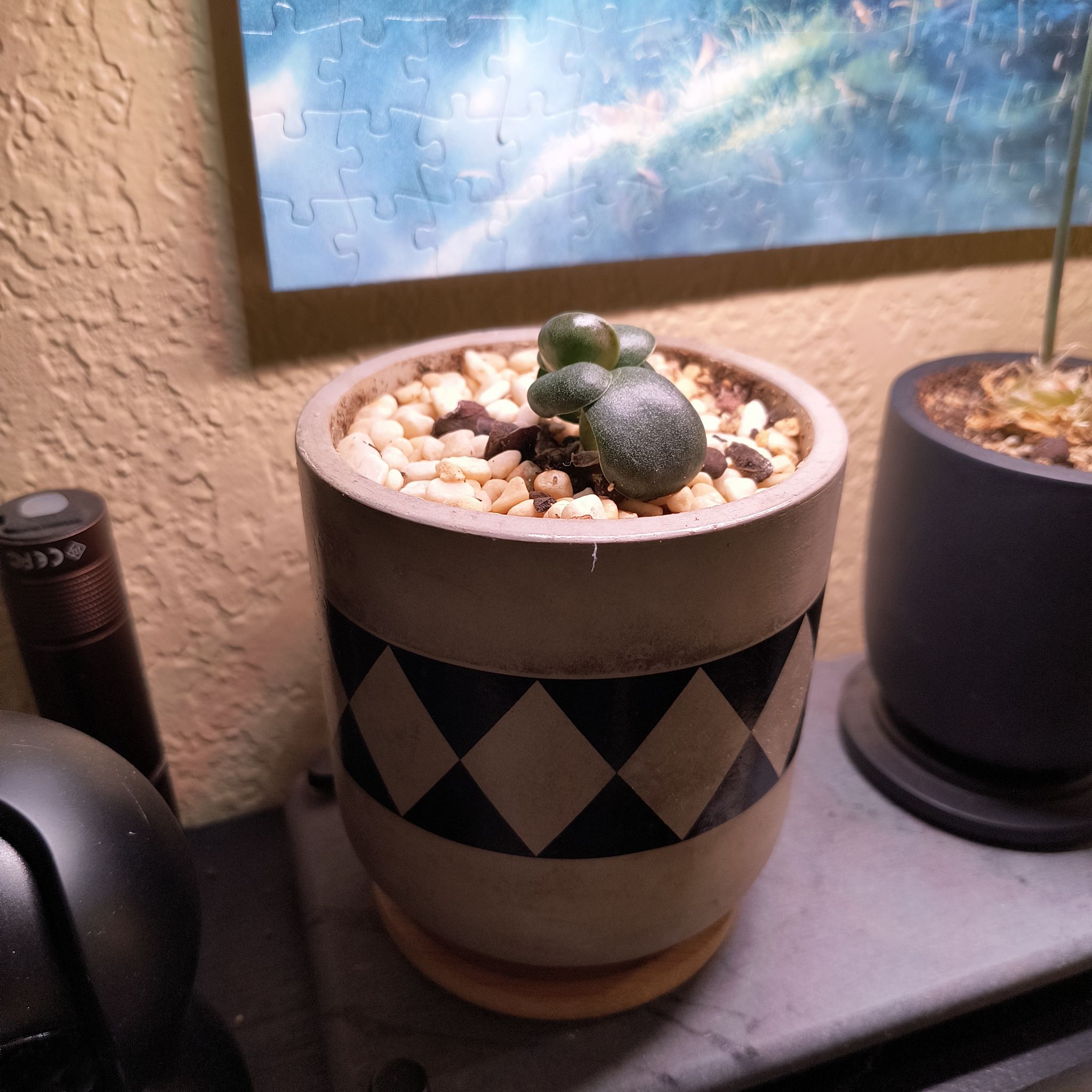 Photo of the plant species Adromischus trigynus by @TranquilSquash named Harmony Trigynus on Greg, the plant care app