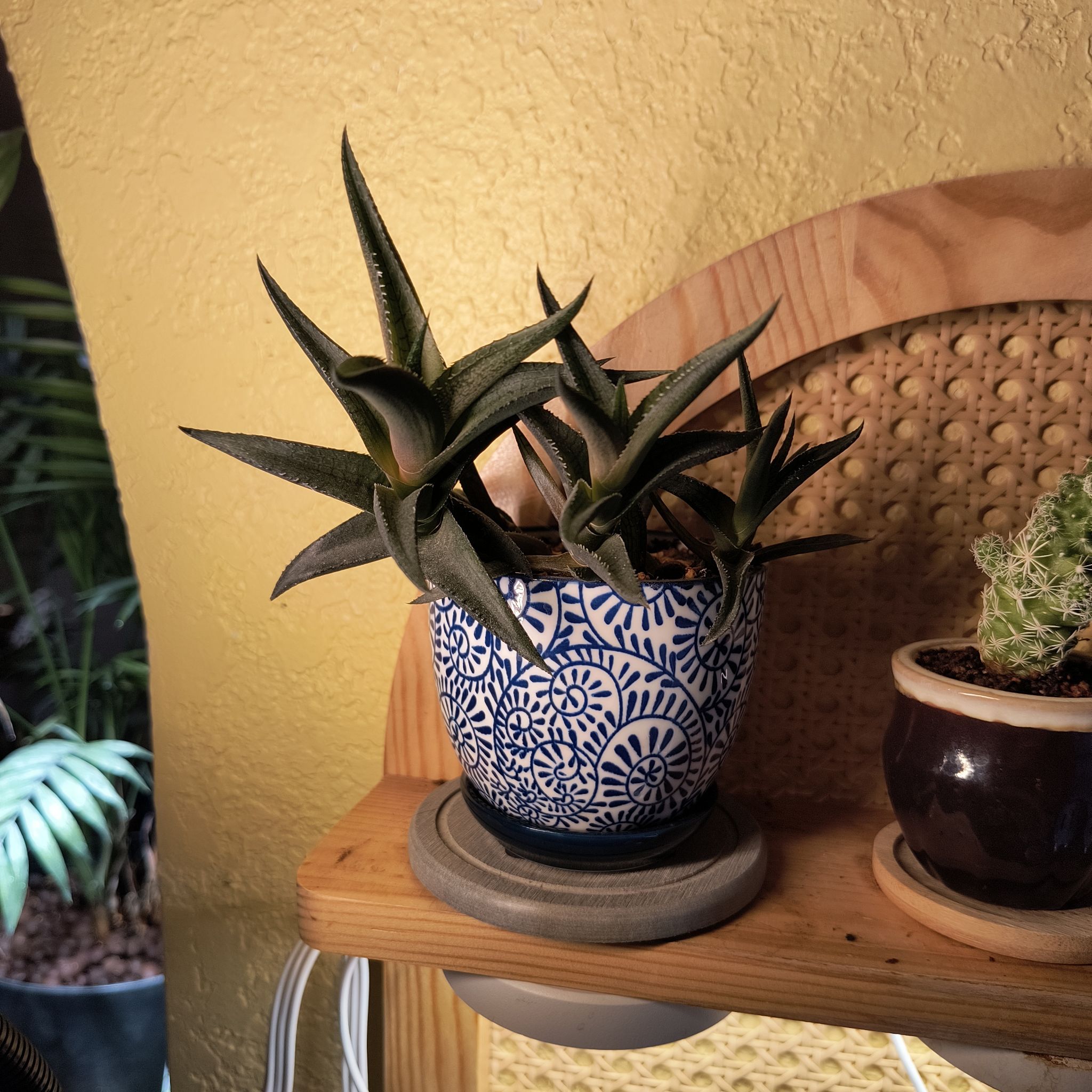 Photo of the plant species Haworthia tesselata by @TranquilSquash named Haworthia Tessellata Kitchen on Greg, the plant care app