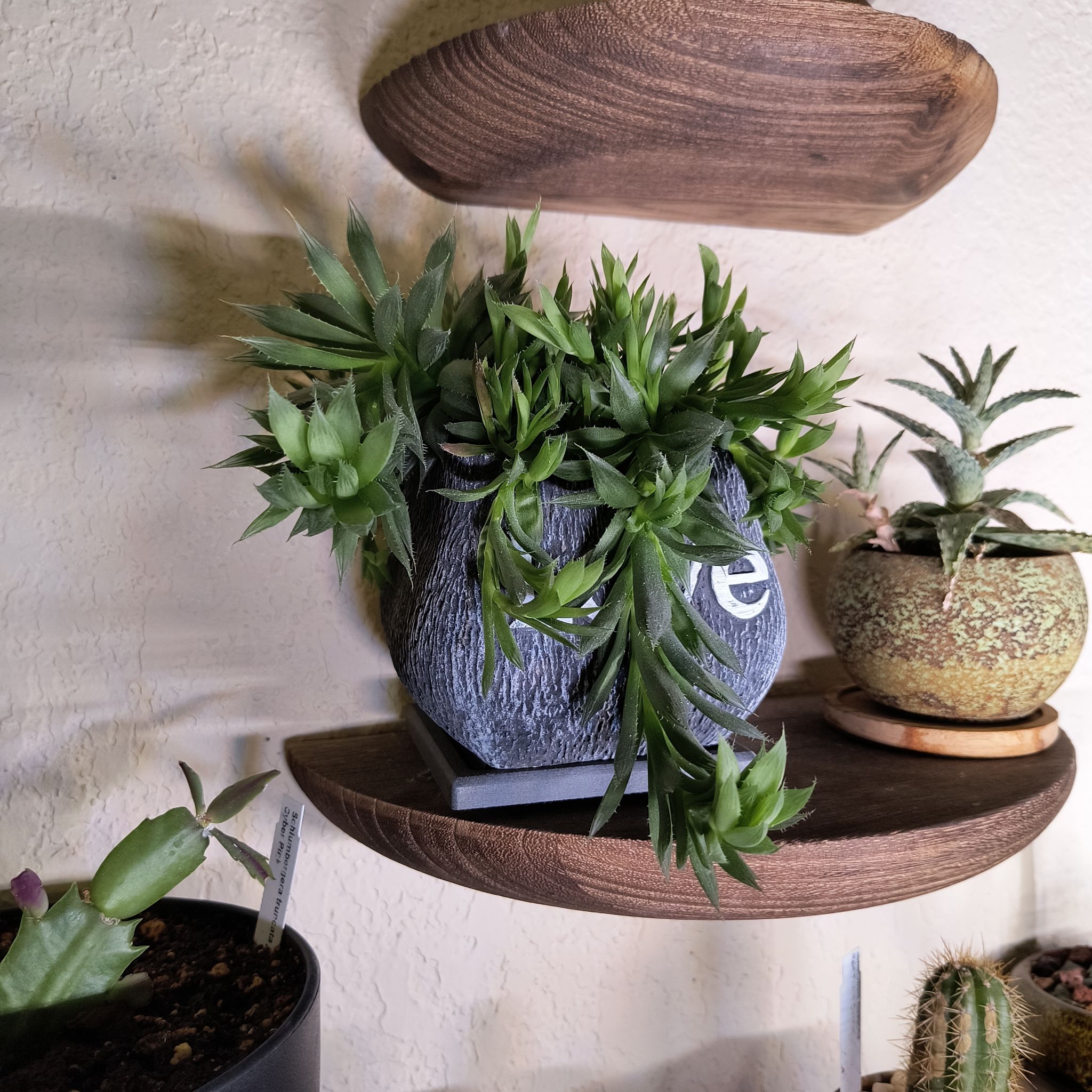 Photo of the plant species Haworthia Cooperi var. Cooperi by @TranquilSquash named Sir Plancelot on Greg, the plant care app