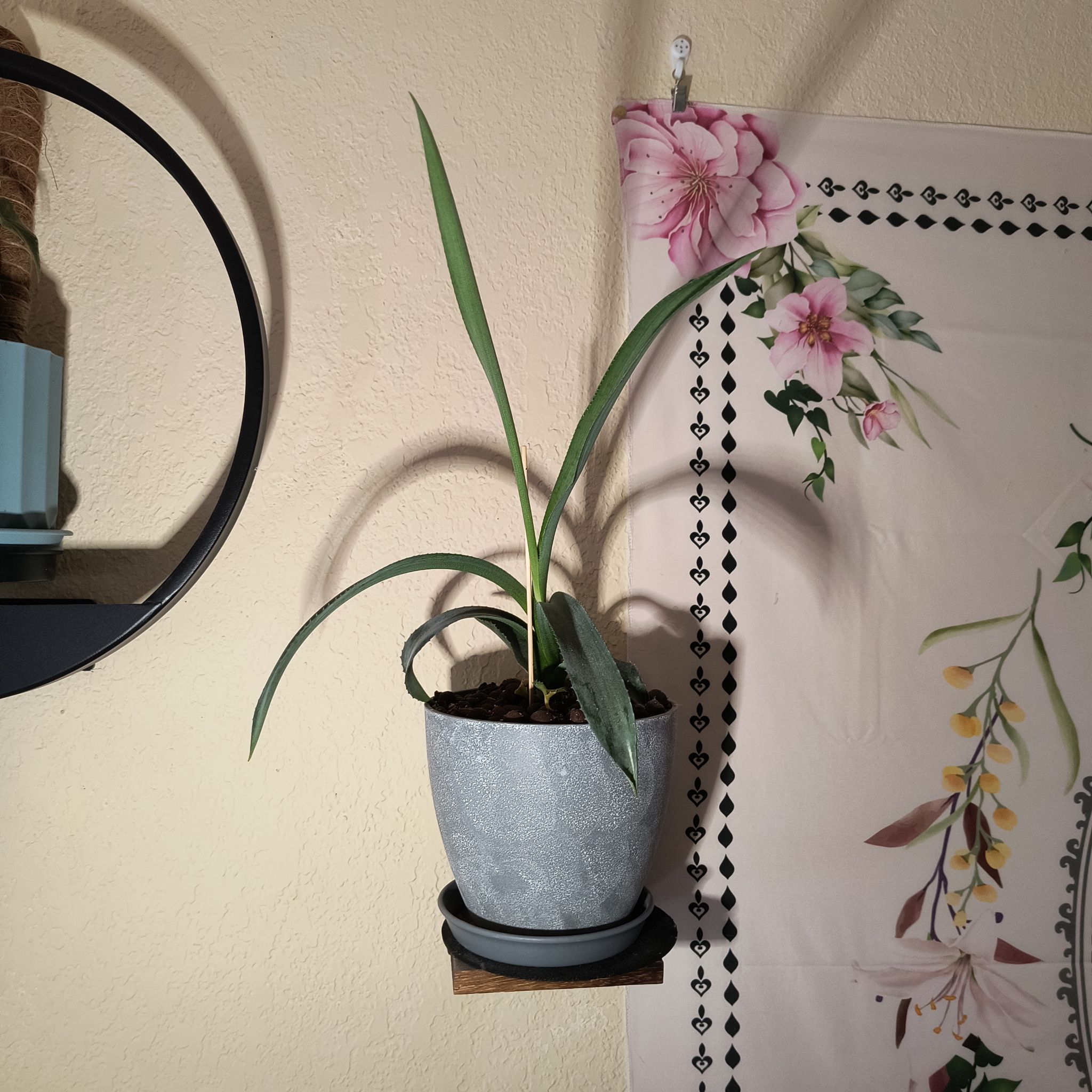 Photo of the plant species Mangave 'Permanent Wave' by @TranquilSquash named Mochi Mangave Catch Wave on Greg, the plant care app
