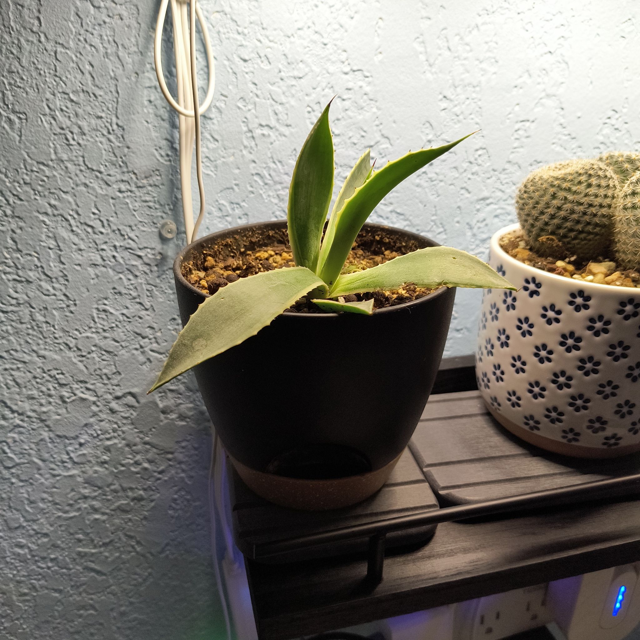 Photo of the plant species Agave celsii 'Multicolor' by @TranquilSquash named Surya Agave on Greg, the plant care app