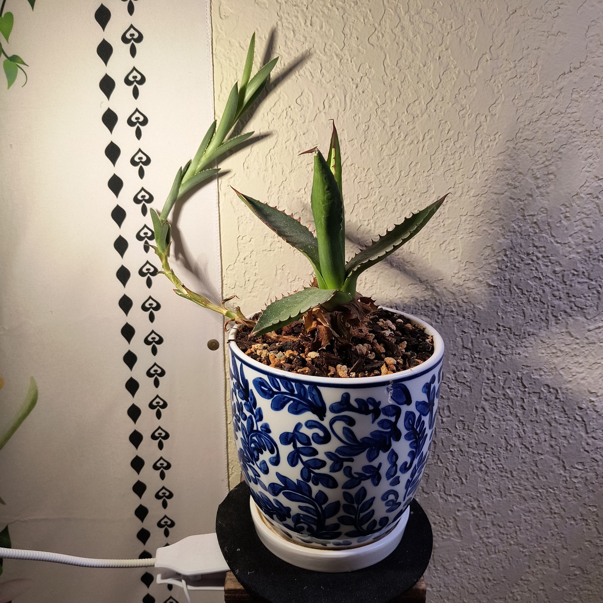 Photo of the plant species Agave lophantha by @TranquilSquash named Luna Agave Lophantha on Greg, the plant care app