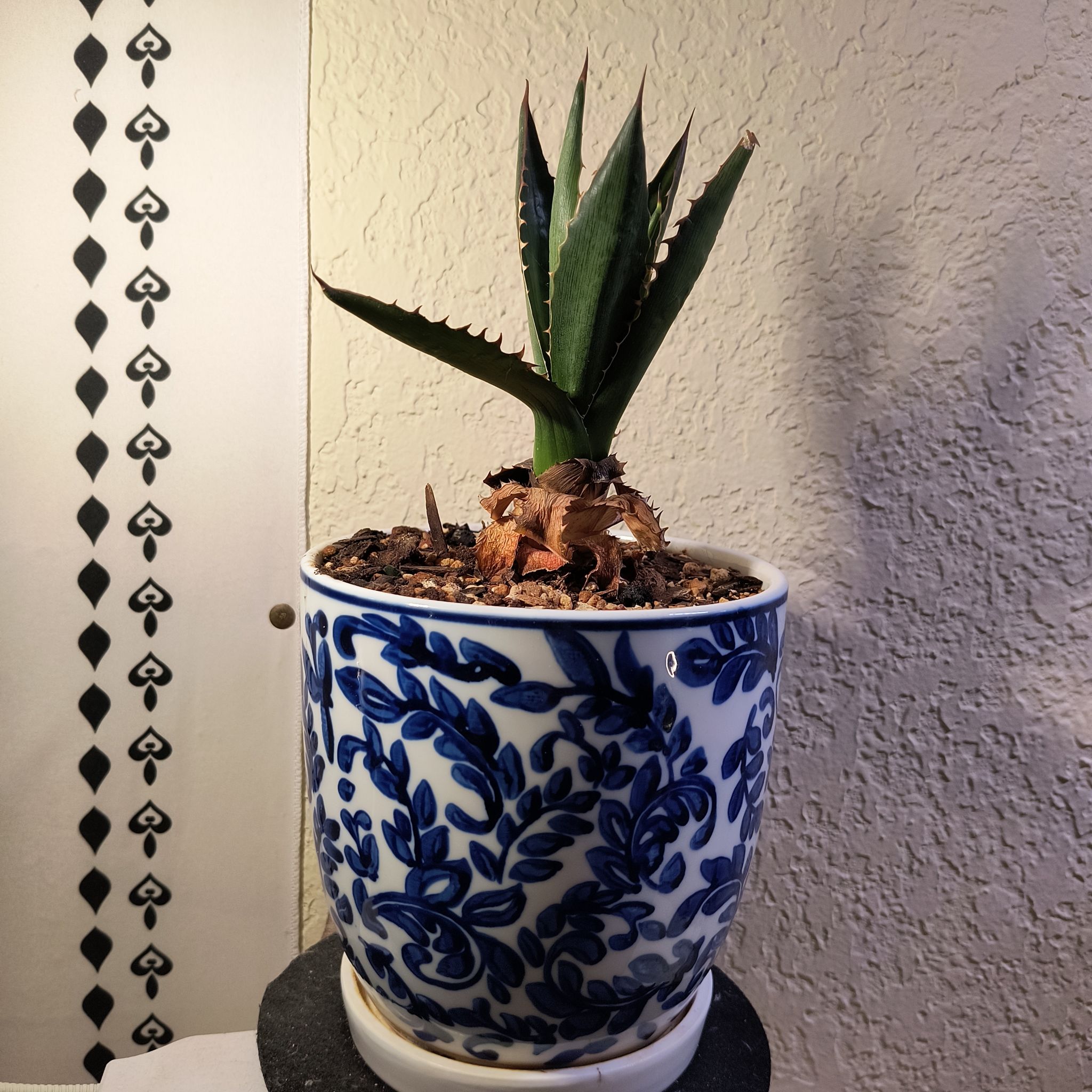 Photo of the plant species Agave lophantha by @TranquilSquash named Luna Agave Lophantha on Greg, the plant care app