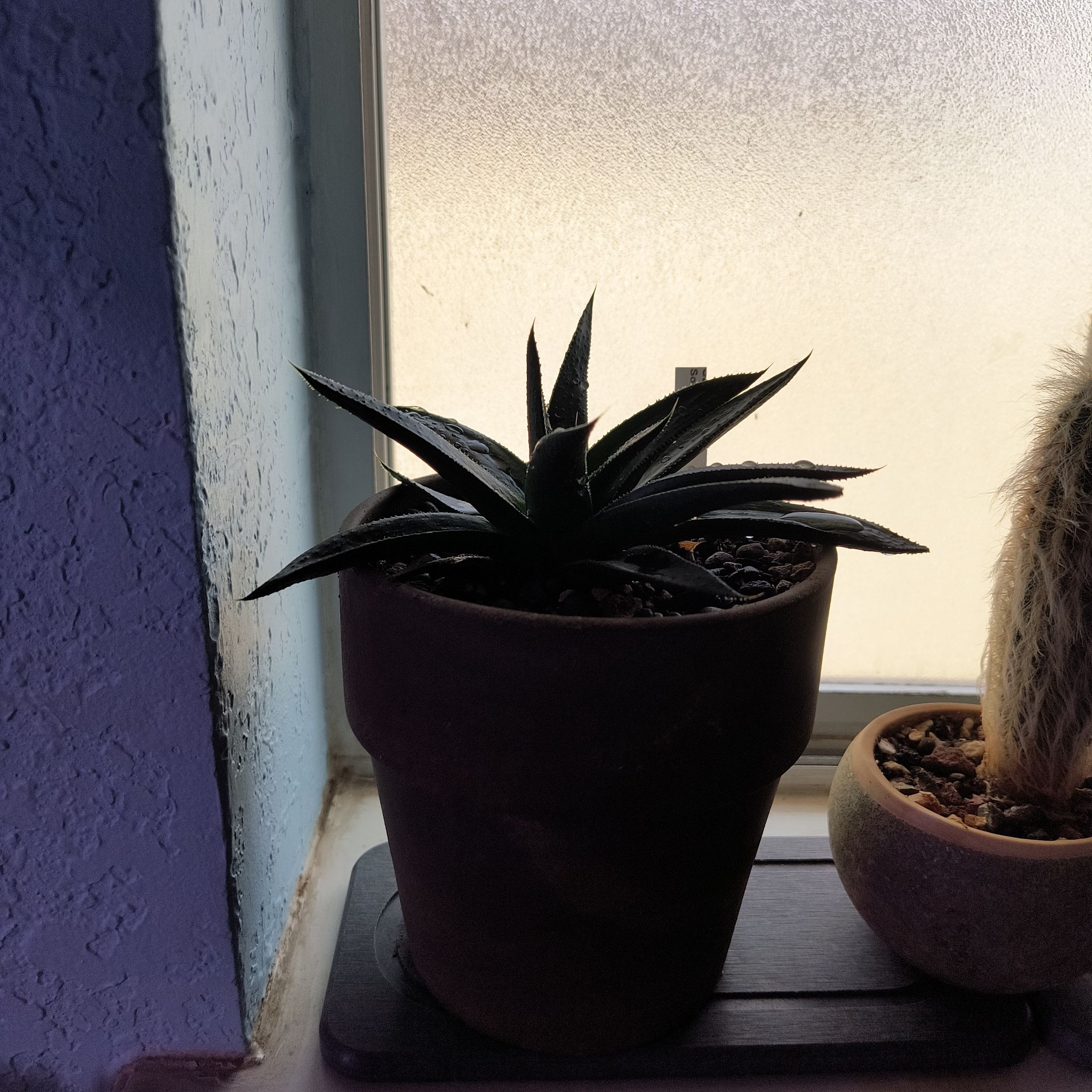 Photo of the plant species Gasteraloe 'Savannah' by @TranquilSquash named Anne Gasteraloe Solana on Greg, the plant care app