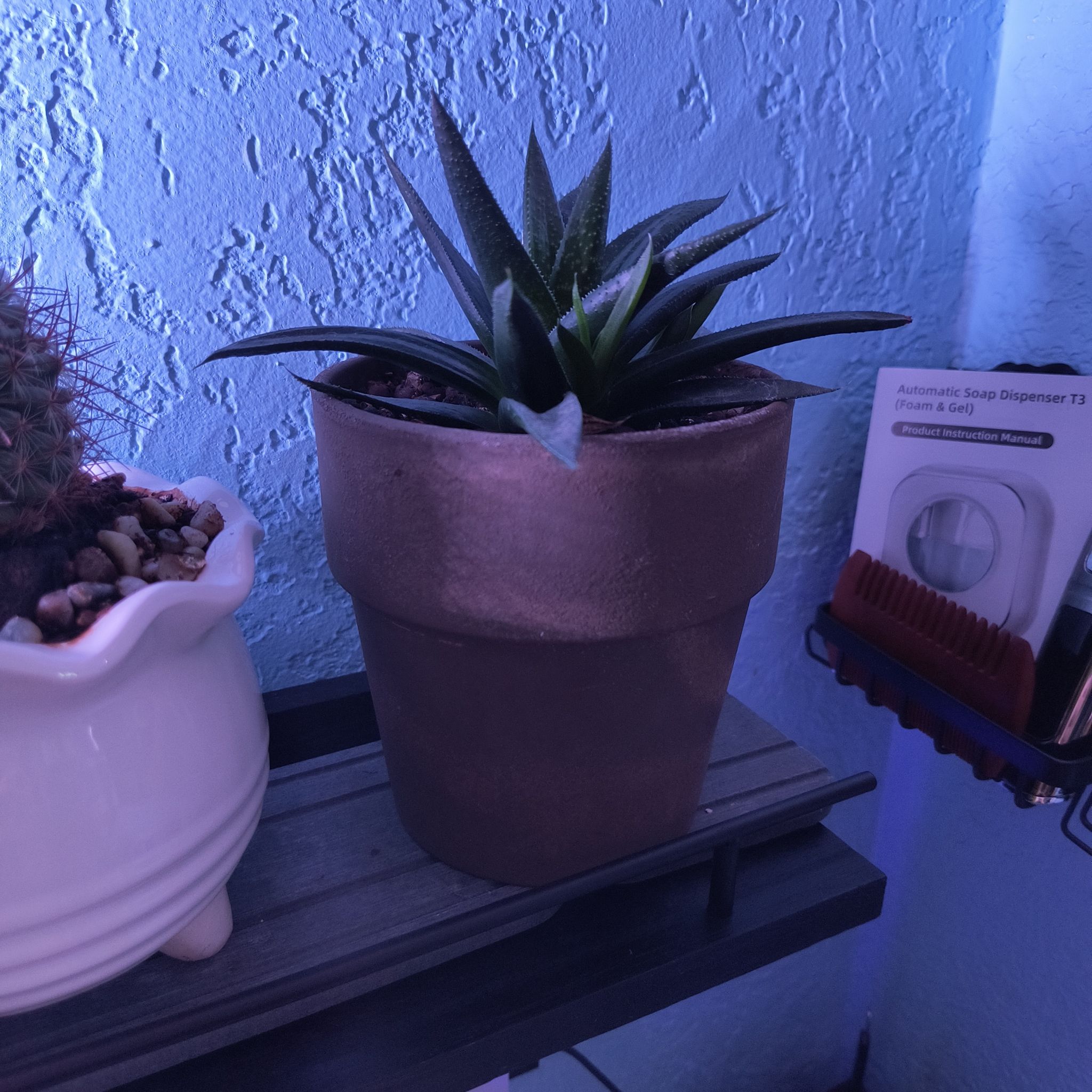Photo of the plant species Gasteraloe 'Savannah' by @TranquilSquash named Anne Gasteraloe Solana on Greg, the plant care app