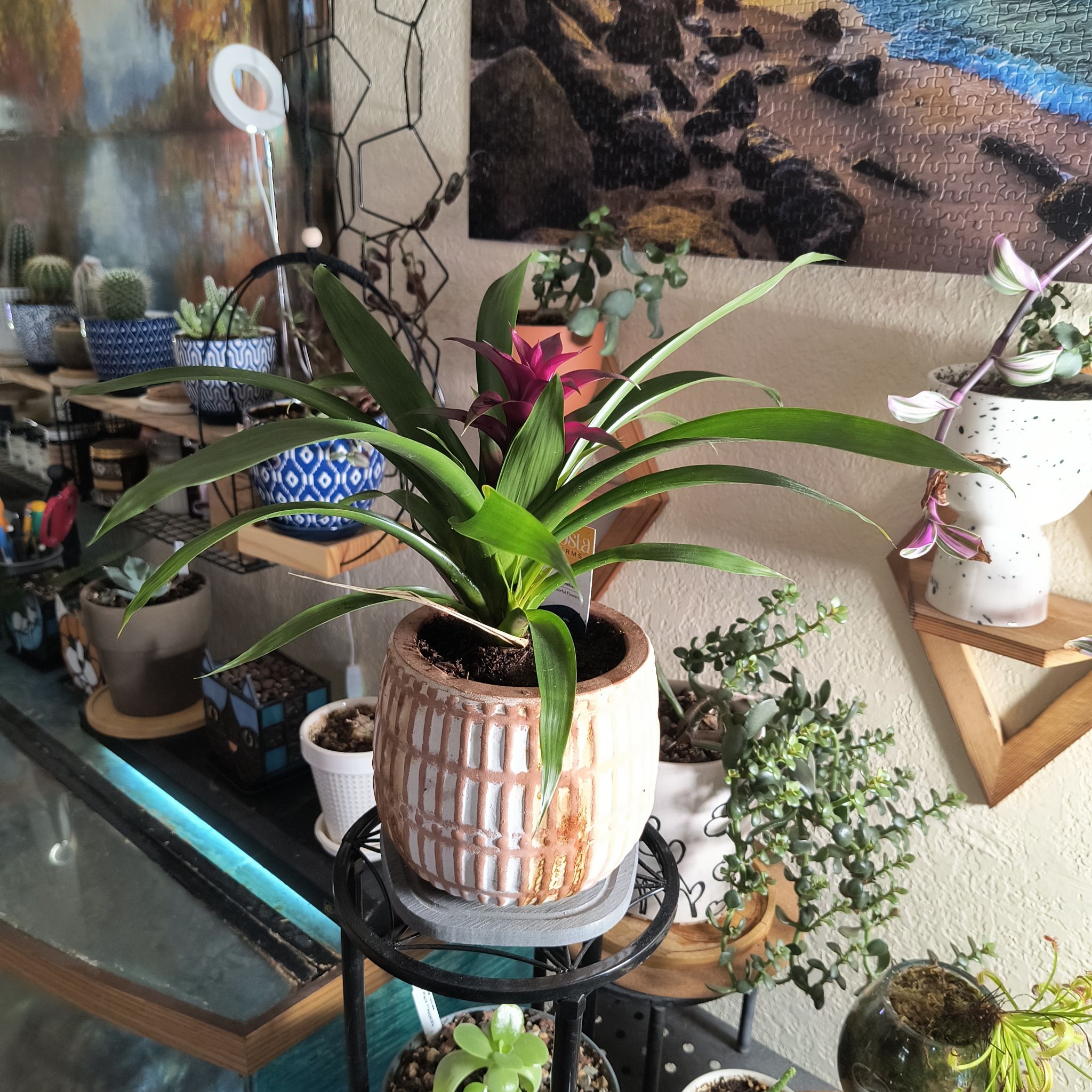 Photo of the plant species Blooming bromeliad by @TranquilSquash named Taylor Bromeliad on Greg, the plant care app