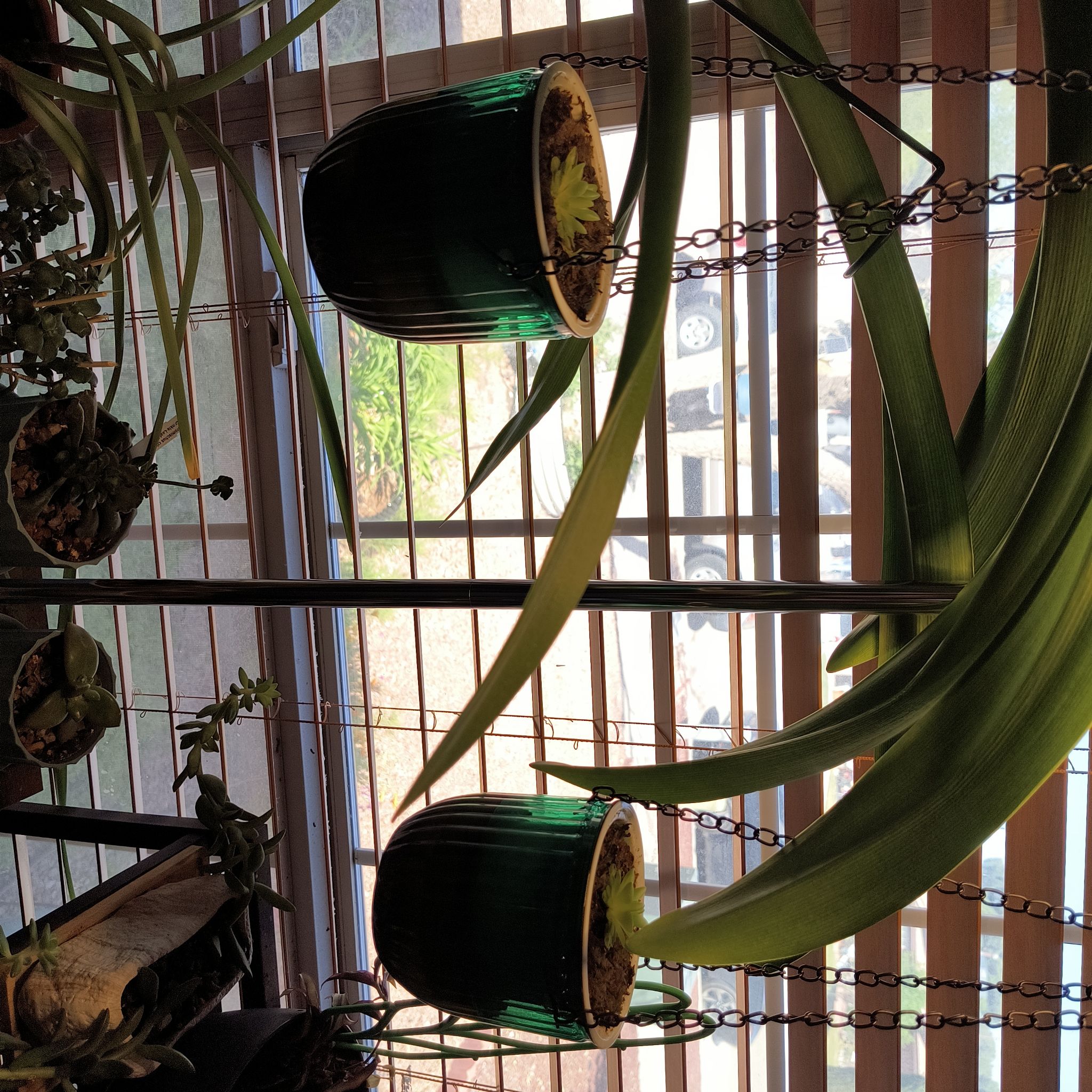 Photo of the plant species Pinguicula 'Weser' by @TranquilSquash named Coco Pinguicula Twins on Greg, the plant care app