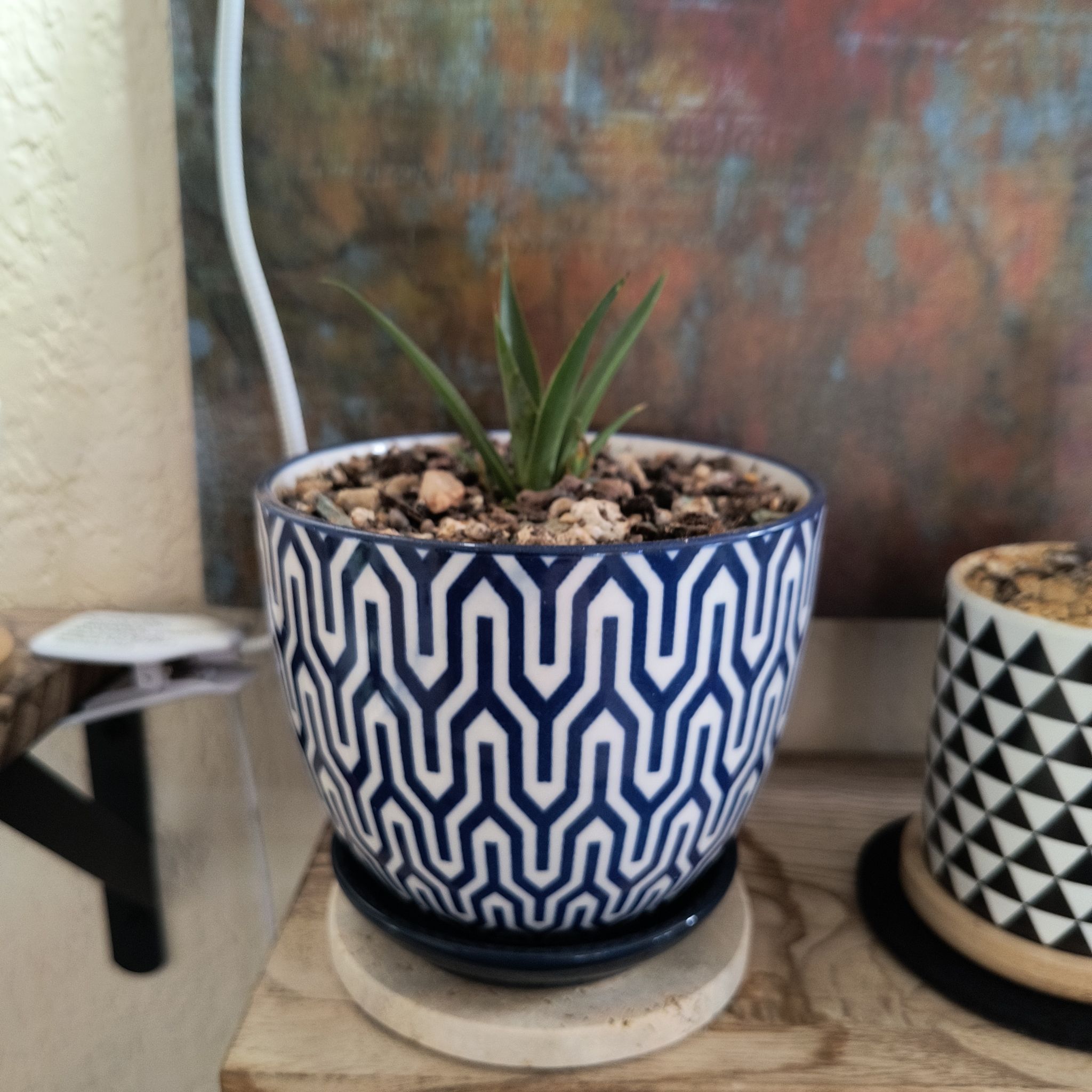 Photo of the plant species Praying Hands Mangave by @TranquilSquash named Elina Praying Hands on Greg, the plant care app