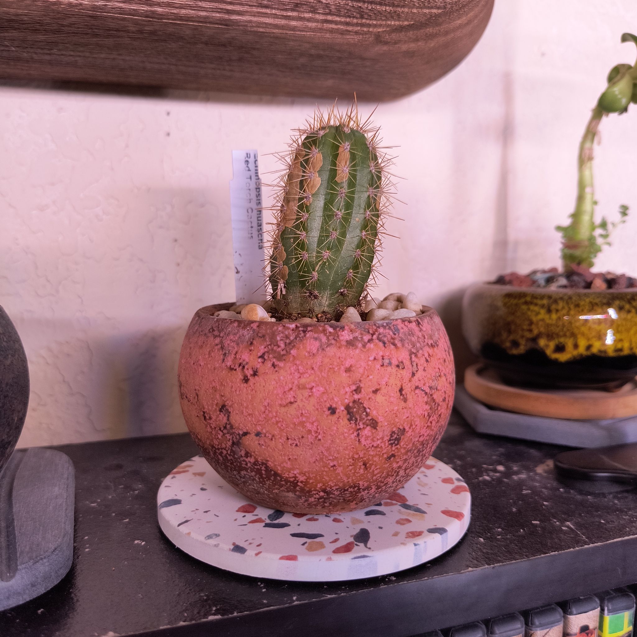 Photo of the plant species Red Torch Cactus by @TranquilSquash named Aristotle Huascha on Greg, the plant care app