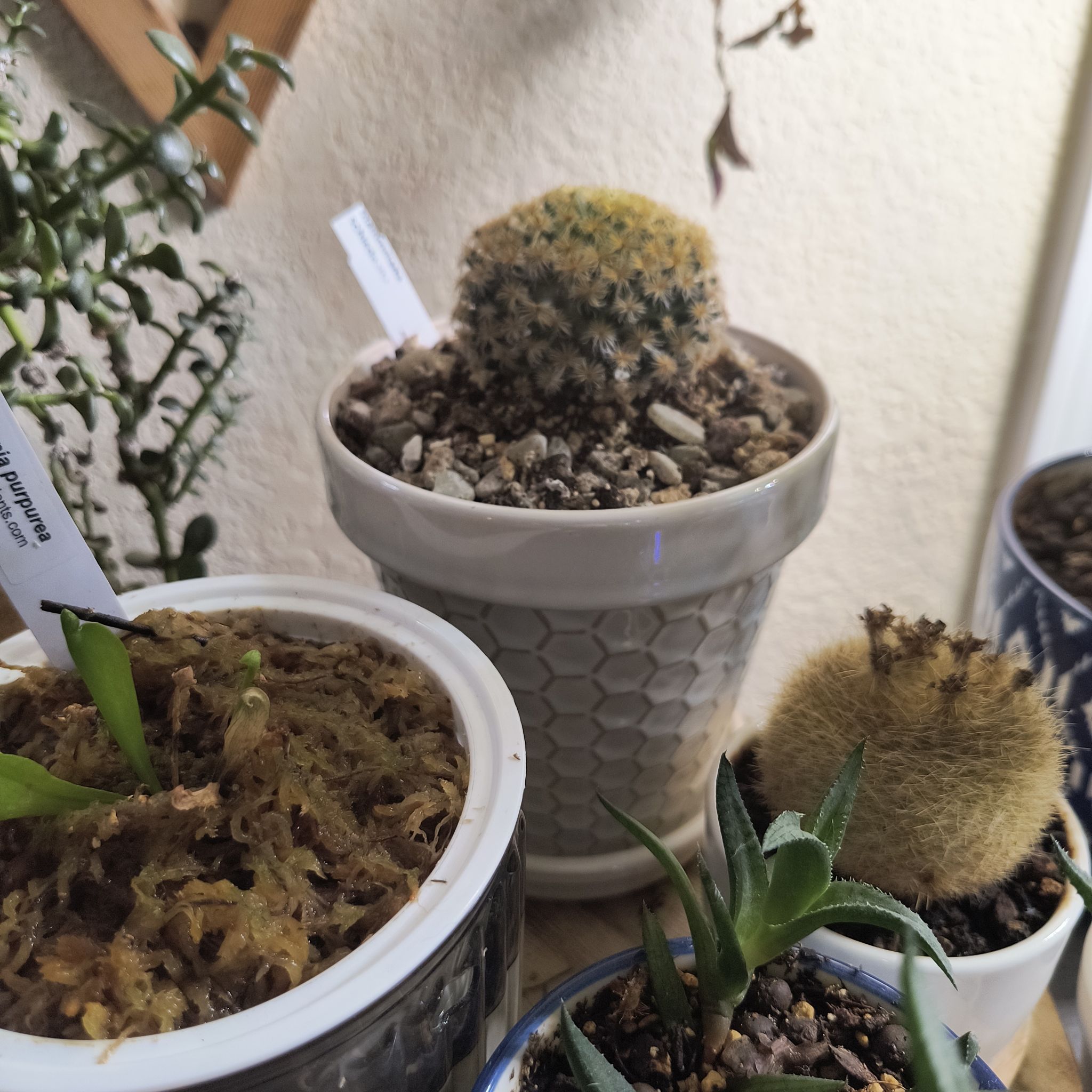 Photo of the plant species Mammillaria by @TranquilSquash named ChloroPhil Schiedeana on Greg, the plant care app