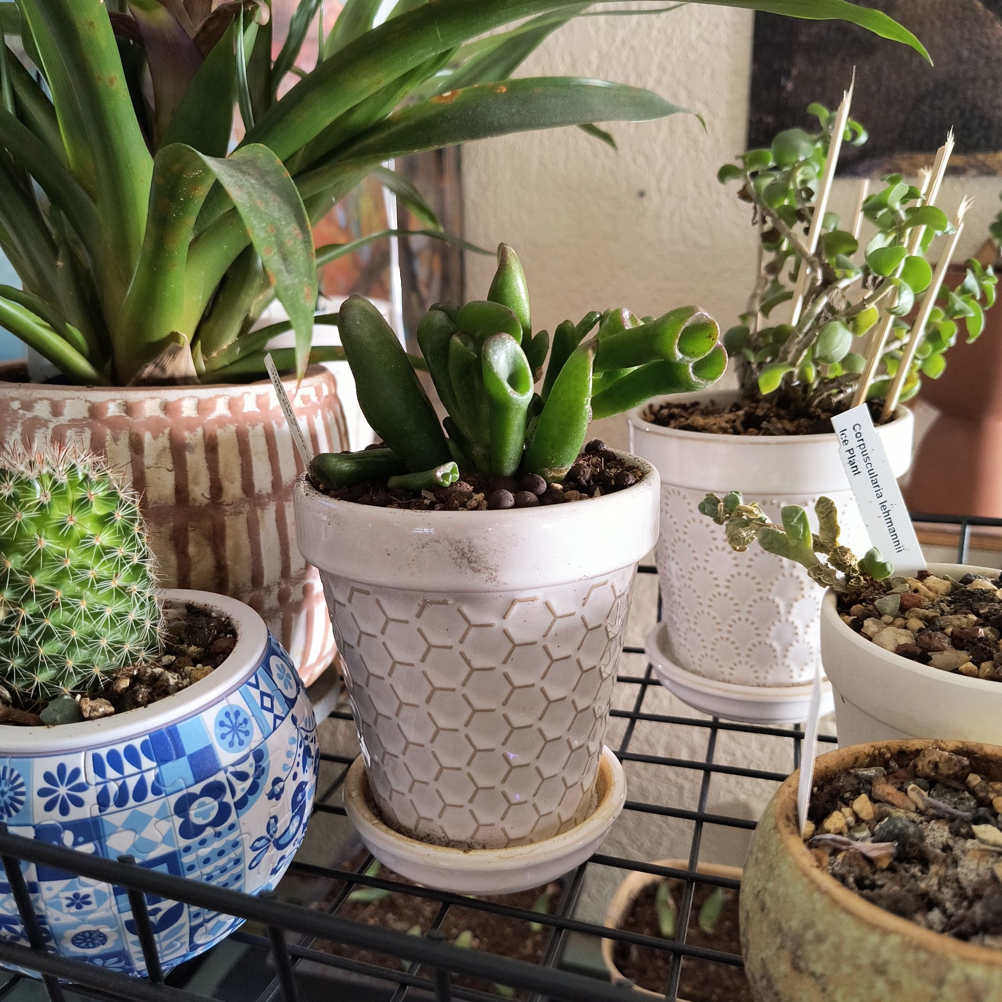 Photo of the plant species Ogre's Ears Jade by @TranquilSquash named Dolores Ogre Jade on Greg, the plant care app